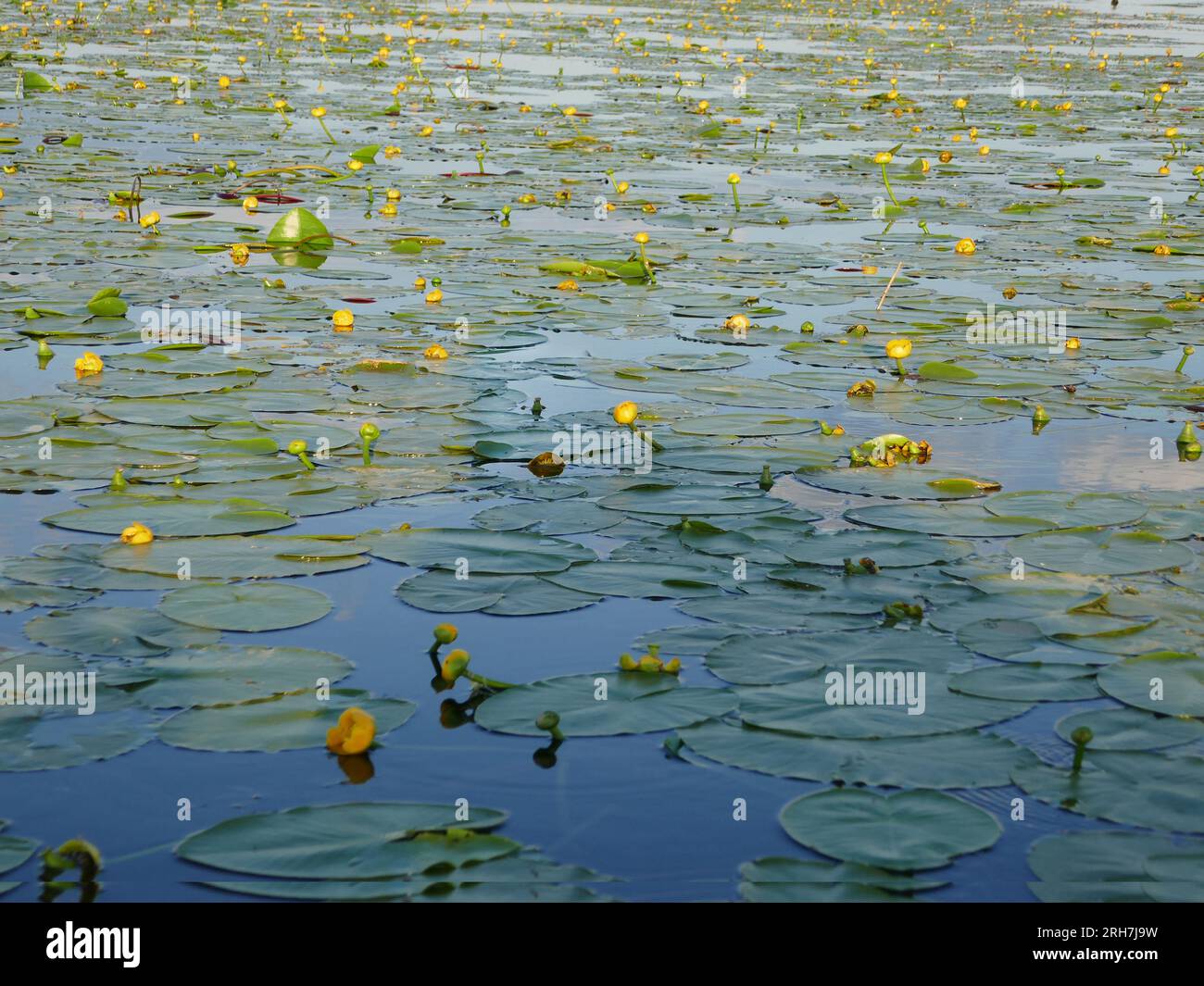 Hydrophyte. In-shore shallow waters of northern river are overgrown with continuous European cow lily (Nuphar luteum) carpet. Mid summer. Delta of Svi Stock Photo