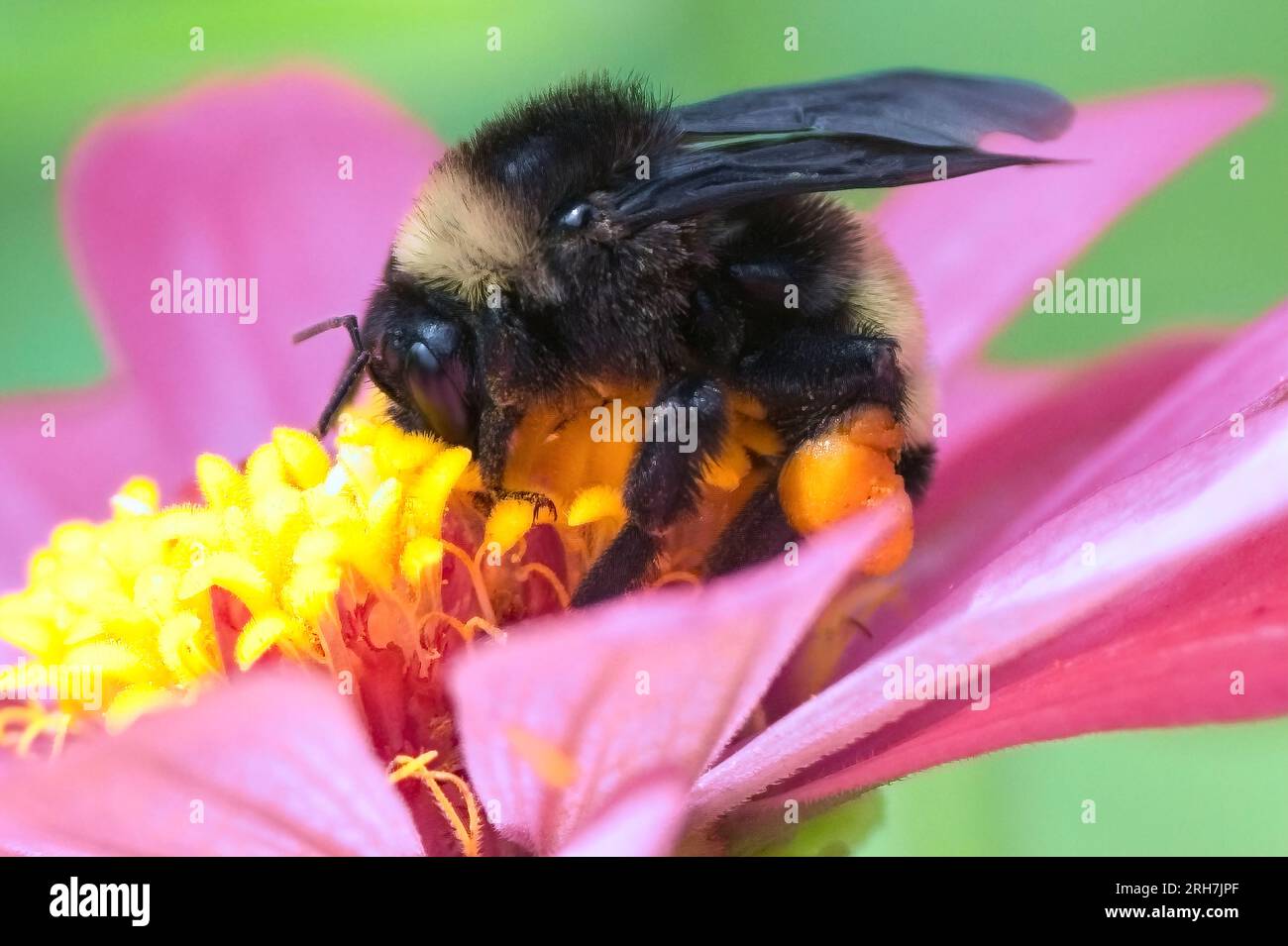 This Bumblebee was hard at work gathering pollen on a beautiful morning in Mississippi. Stock Photo