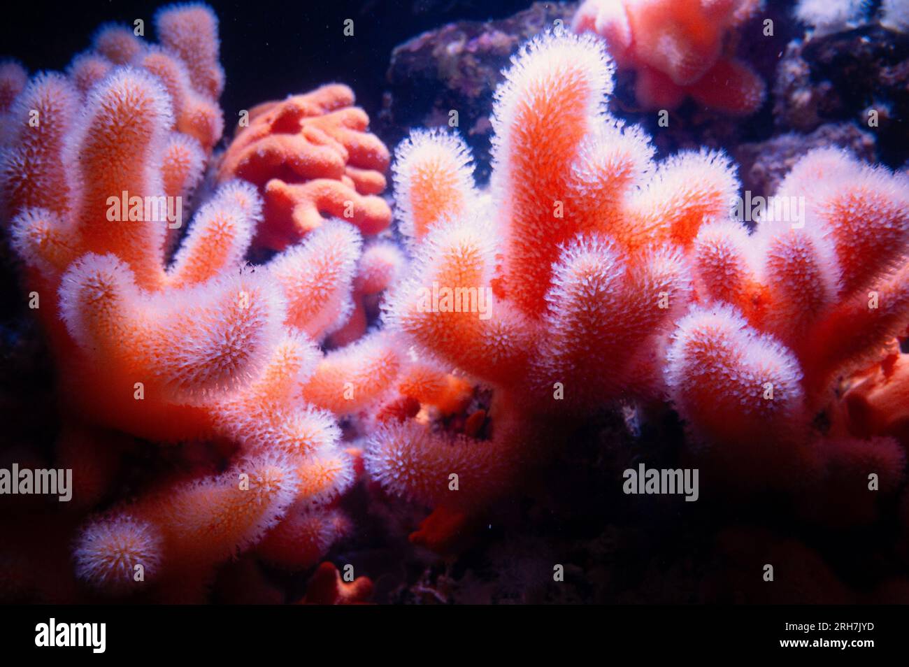 Alcyonium digitatum or dead man's fingers, soft coral of the coast of northern Atlantic ocean and South Pacific, polyps colony, furry appearance Stock Photo