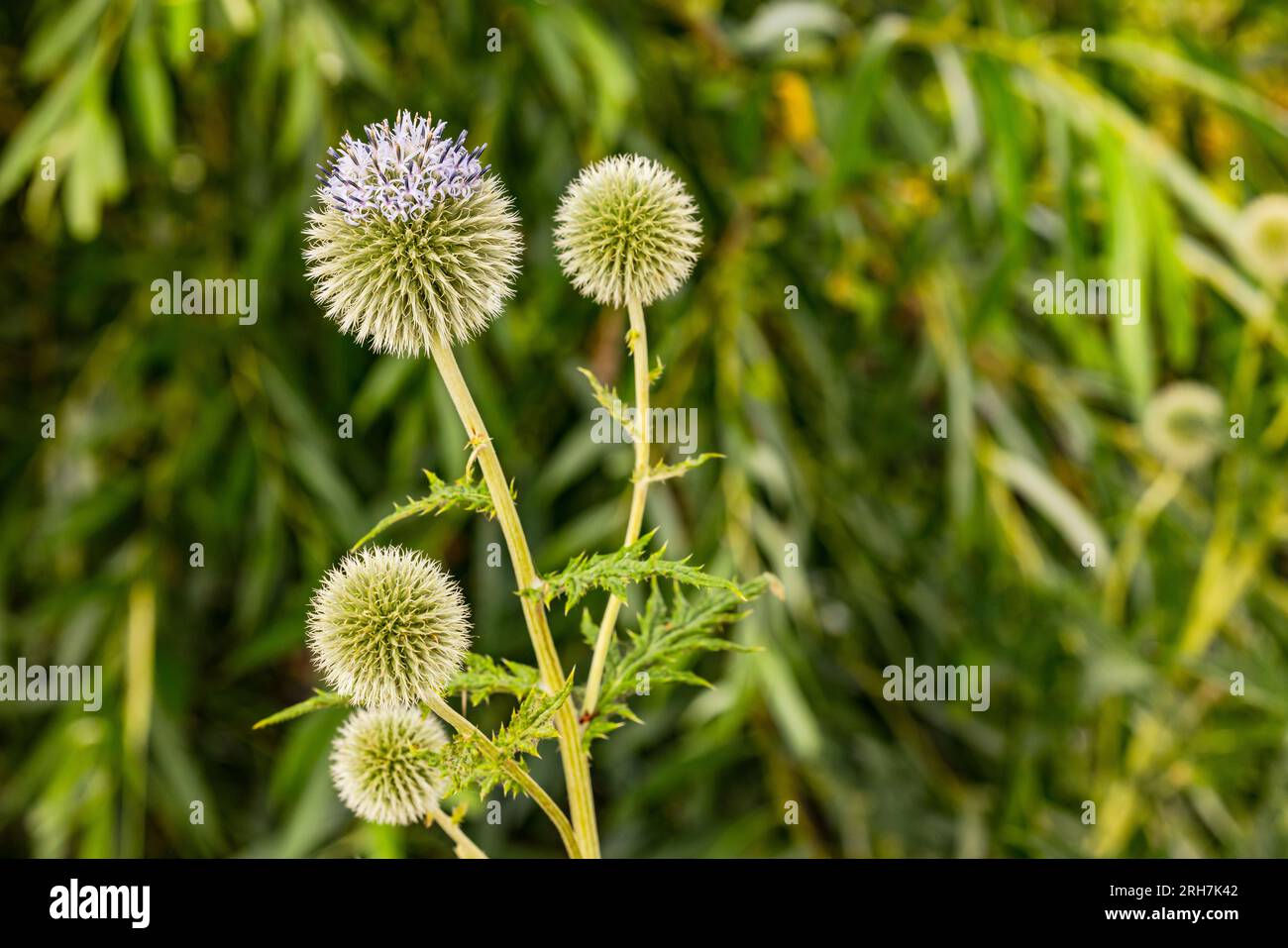 A striking spherical thistle with spherical blue inflorescence cropped ...
