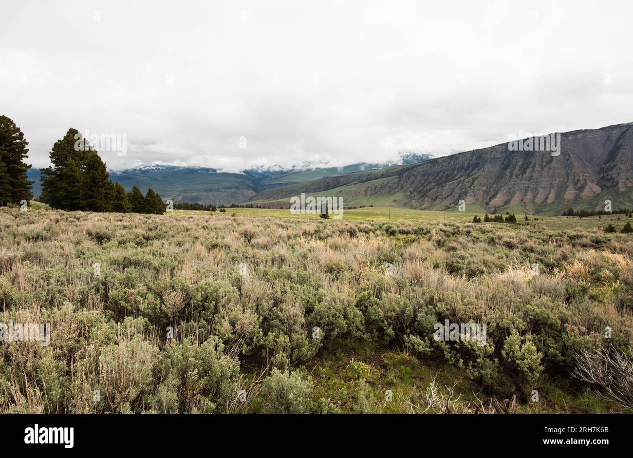 Mammoth Hot Springs from Beaver - Mammoth Hot Springs From Beaver Ponds Trail Yellowstone National Park United States 2RH7K6B 
