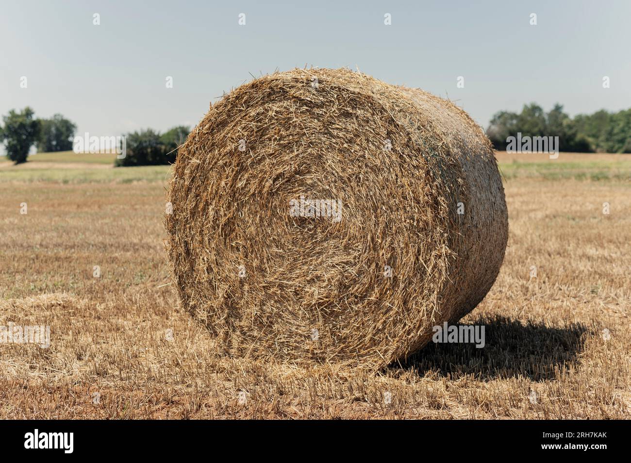Bale of hay after the grain harvest Stock Photo