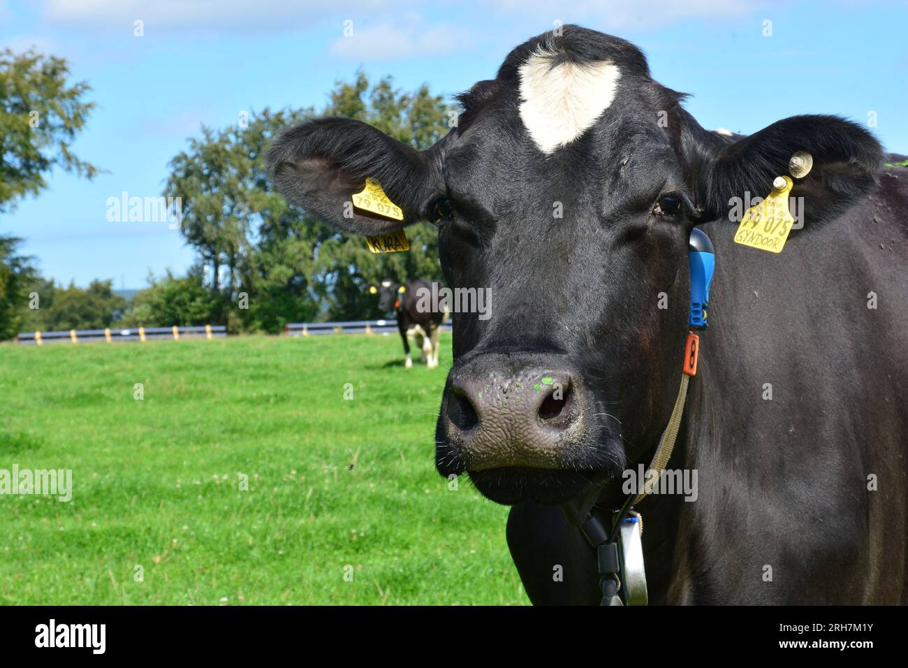 Black and white cattle are cattle bred for the ability to produce large
