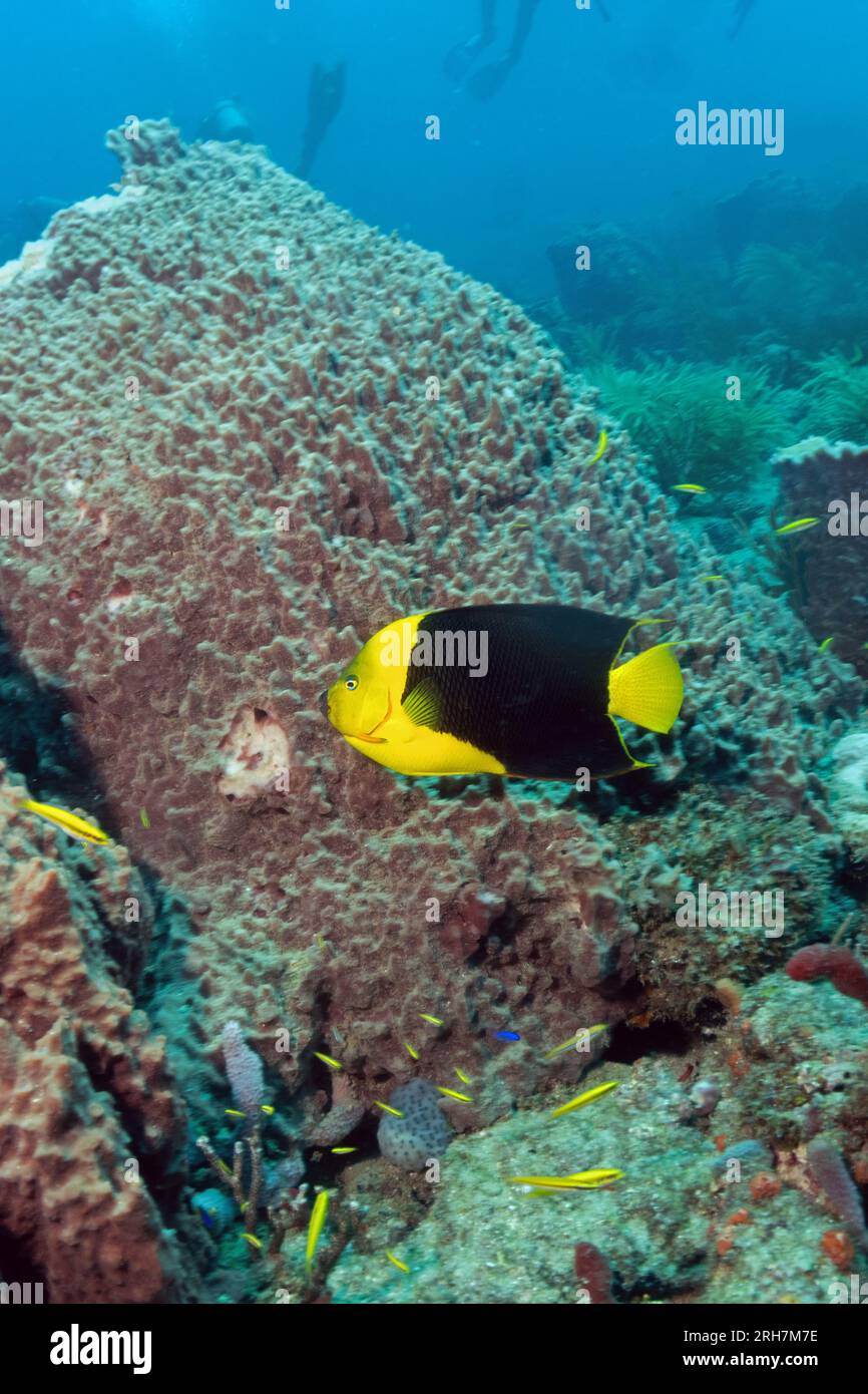 West Palm Beach, FL scuba photos Stock Photo