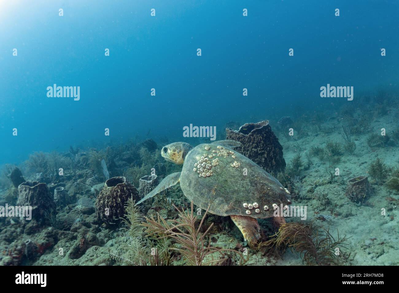 West Palm Beach, FL scuba photos Stock Photo