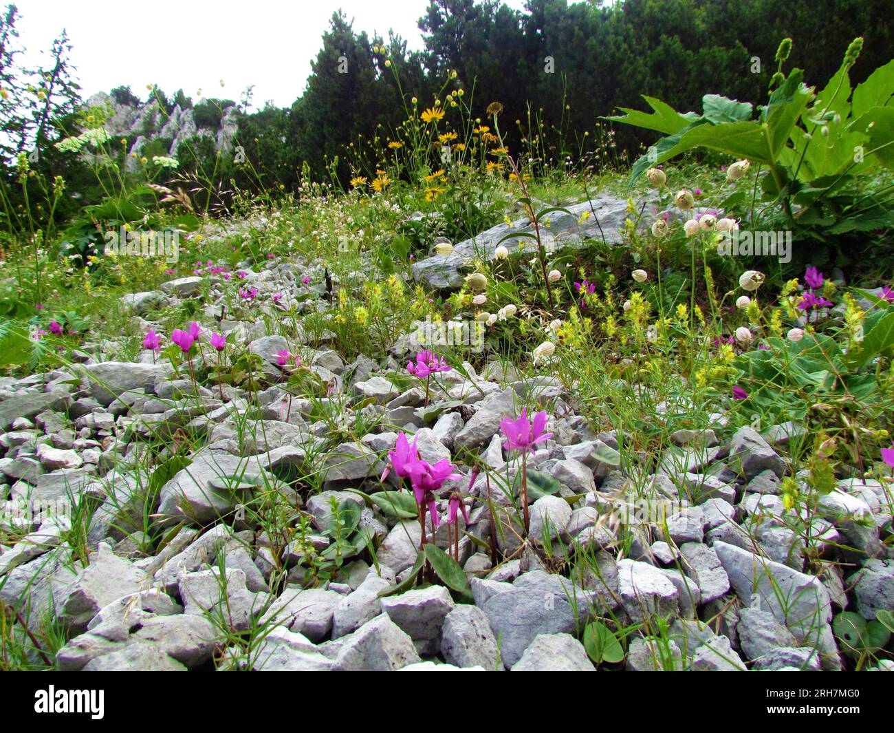 Alpine rock garden with purple cyclamen (Cyclamen purpurascens) flowers in Karavanke mountains, Slovenia Stock Photo