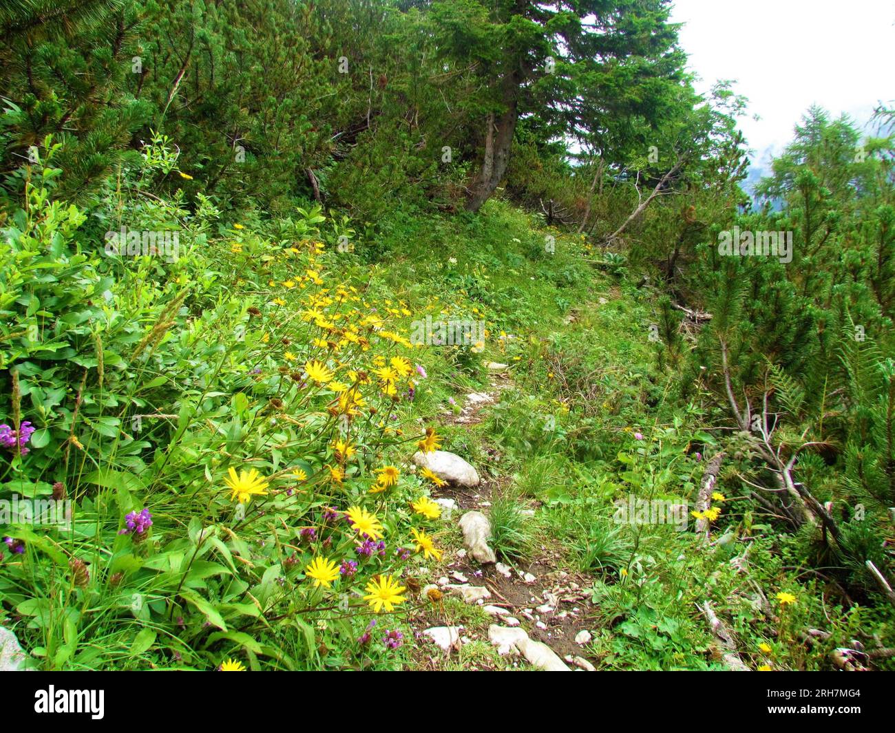 Hiking trail leading past yellow flowers and mugo pine in Karavanke mountains, Slovenia Stock Photo
