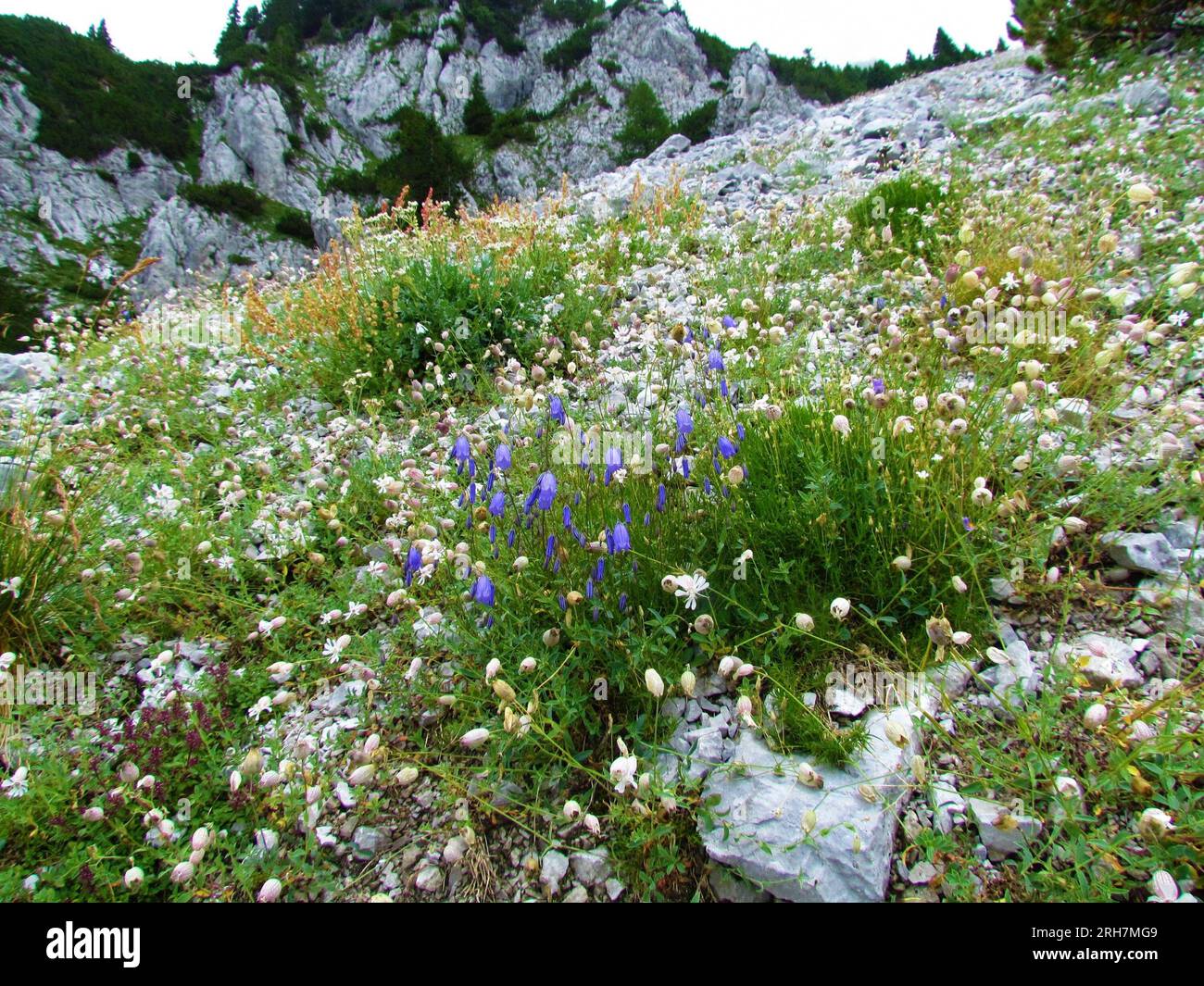 Alpine wild rock garden with blue earleaf bellflower (Campanula cochleariifolia) and white bladder campion (Silene vulgaris) flowers Stock Photo