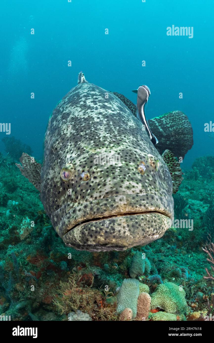 West Palm Beach, FL scuba photos Stock Photo