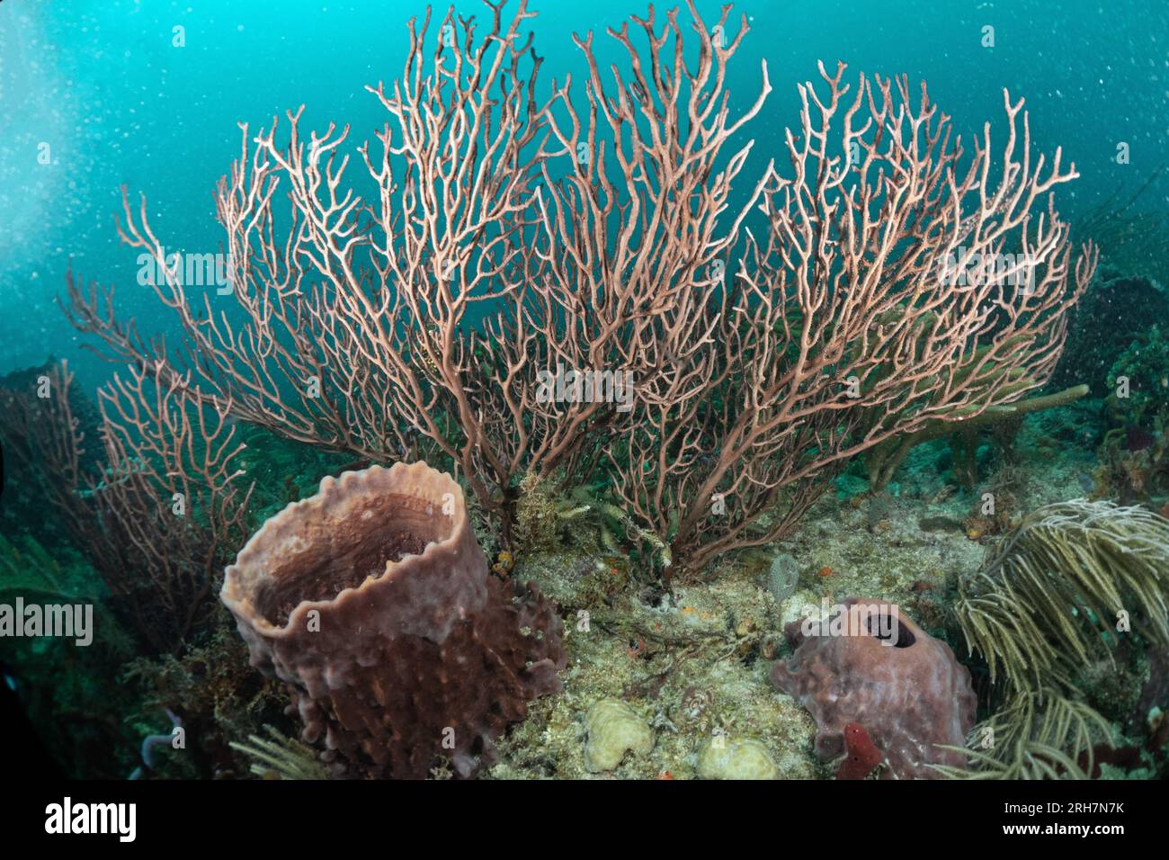 West Palm Beach, FL scuba photos Stock Photo