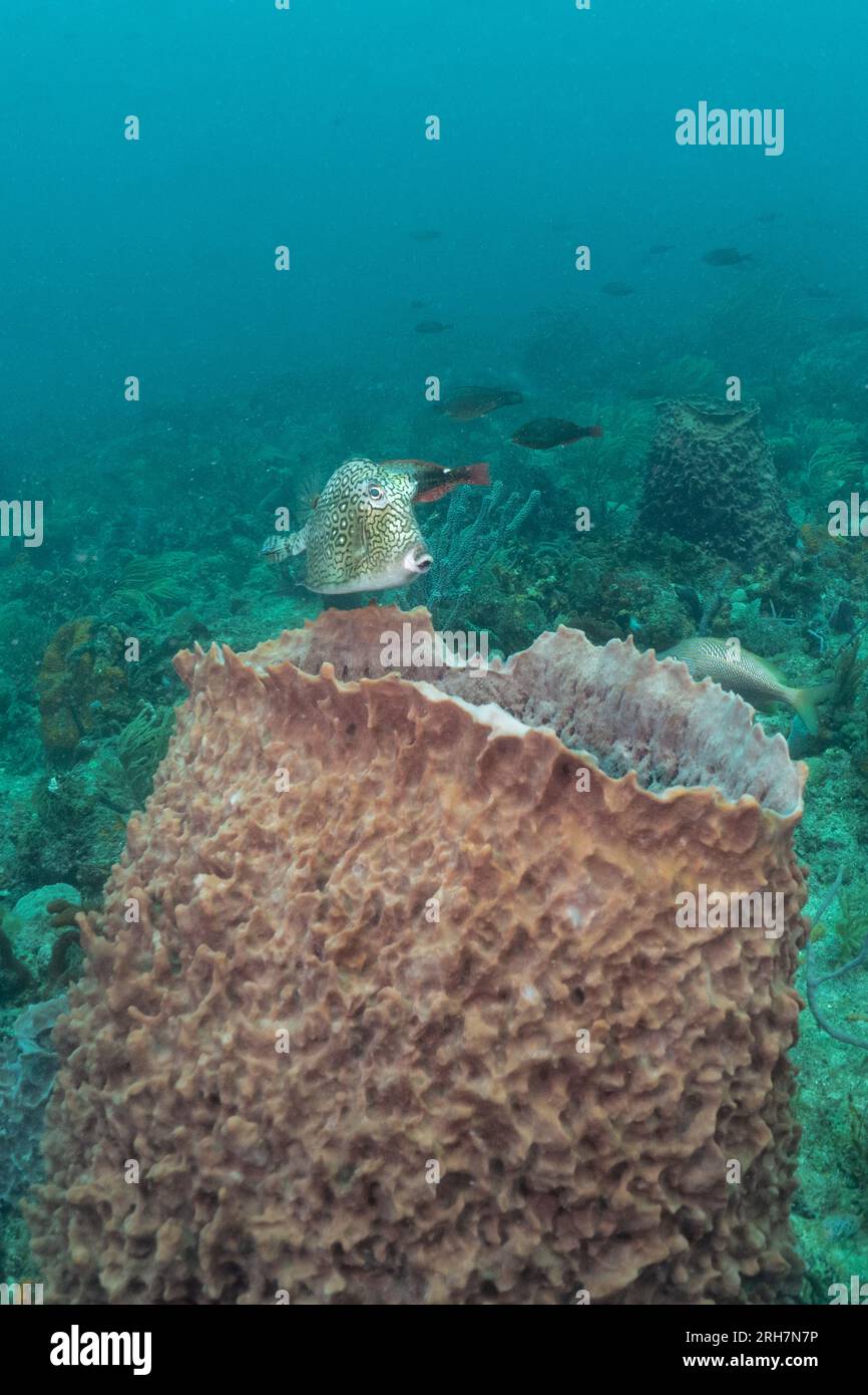 West Palm Beach, FL scuba photos Stock Photo