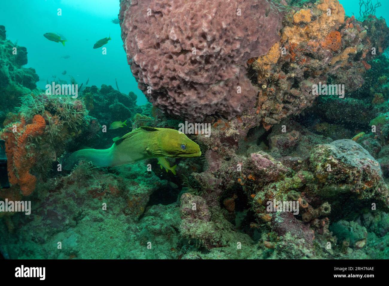 West Palm Beach, FL scuba photos Stock Photo