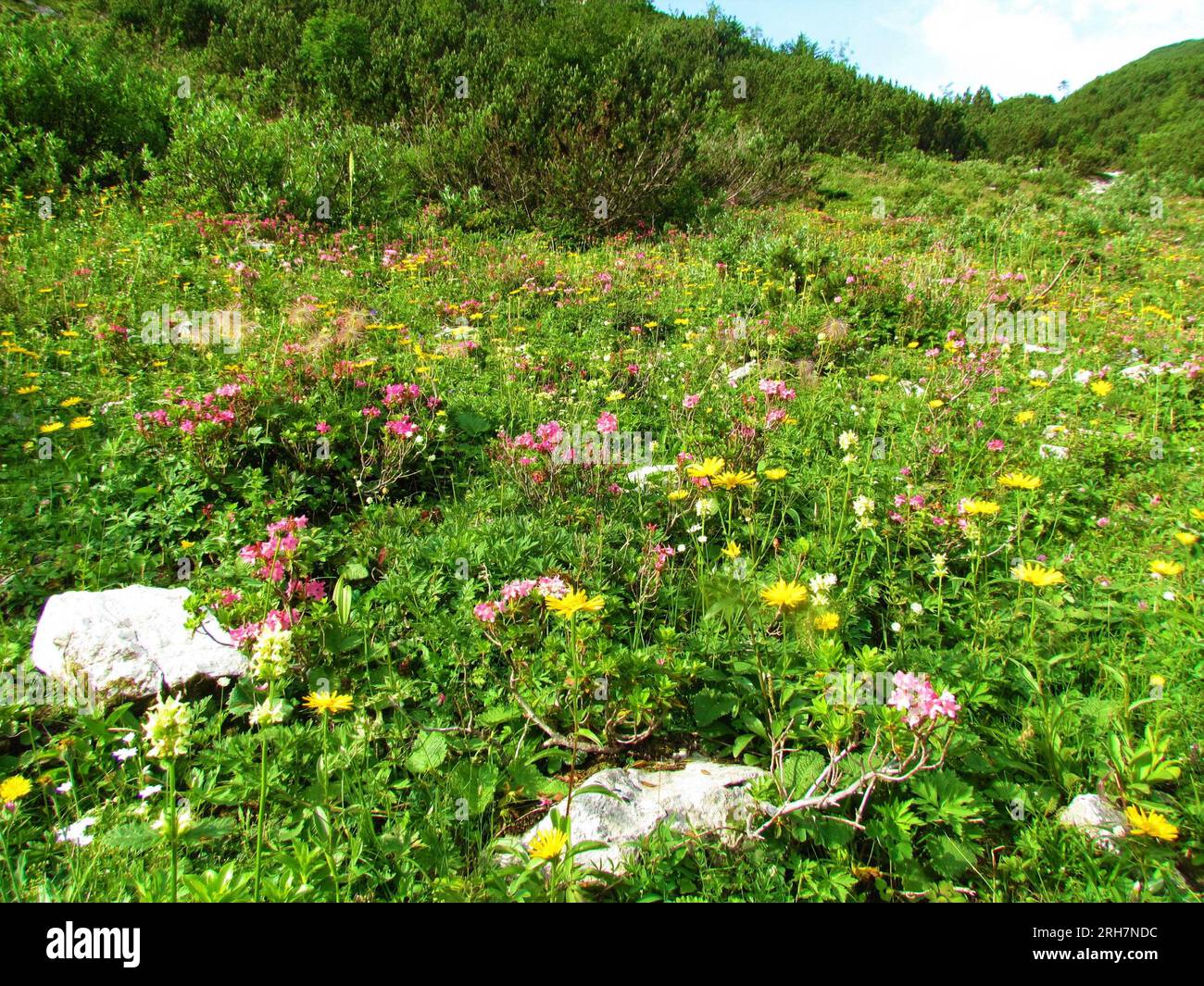 Colorful alpine wild garden with pink hairy alpenrose (Rhododendron hirsutum) and yellow flowers in Julian alps and Triglav national park, Slovenia Stock Photo