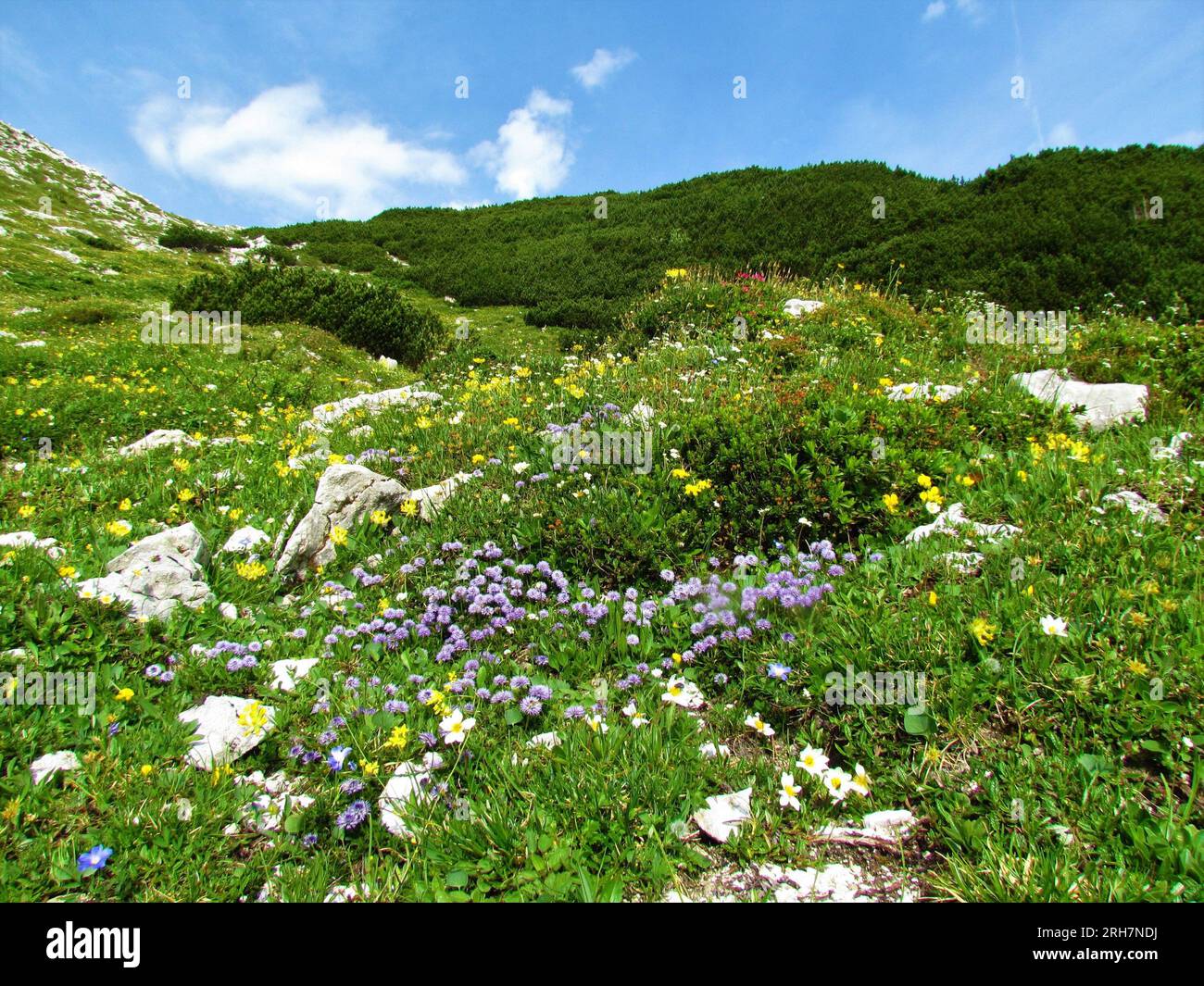 Colorful alpine wild garden with yellow kidney vetch (Anthyllis vulneraria) and blue common ball flower (Globularia punctata) in Julian alps, Slovenia Stock Photo