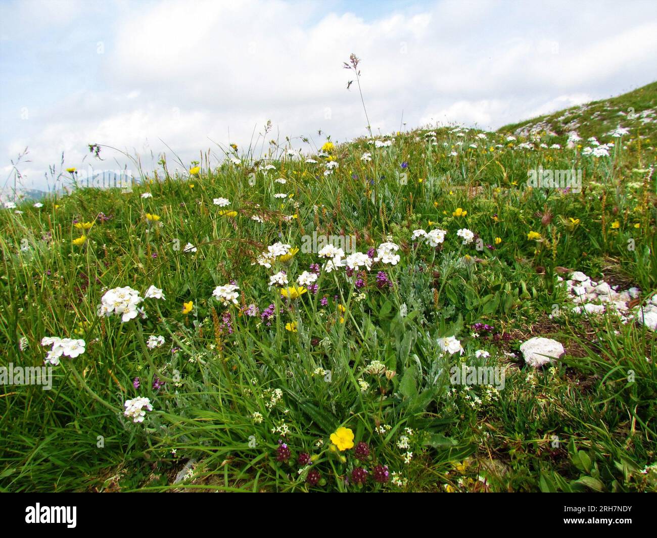 Colorful alpine wild garden with white silvery yarrow (Achillea clavennae) and other pink and yellow flowers in Julian alps, Slovenia Stock Photo