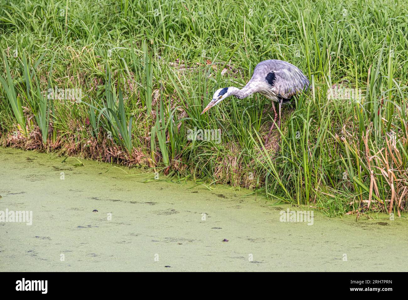 Great Blue Heron stands focused on the water's edge Stock Photo