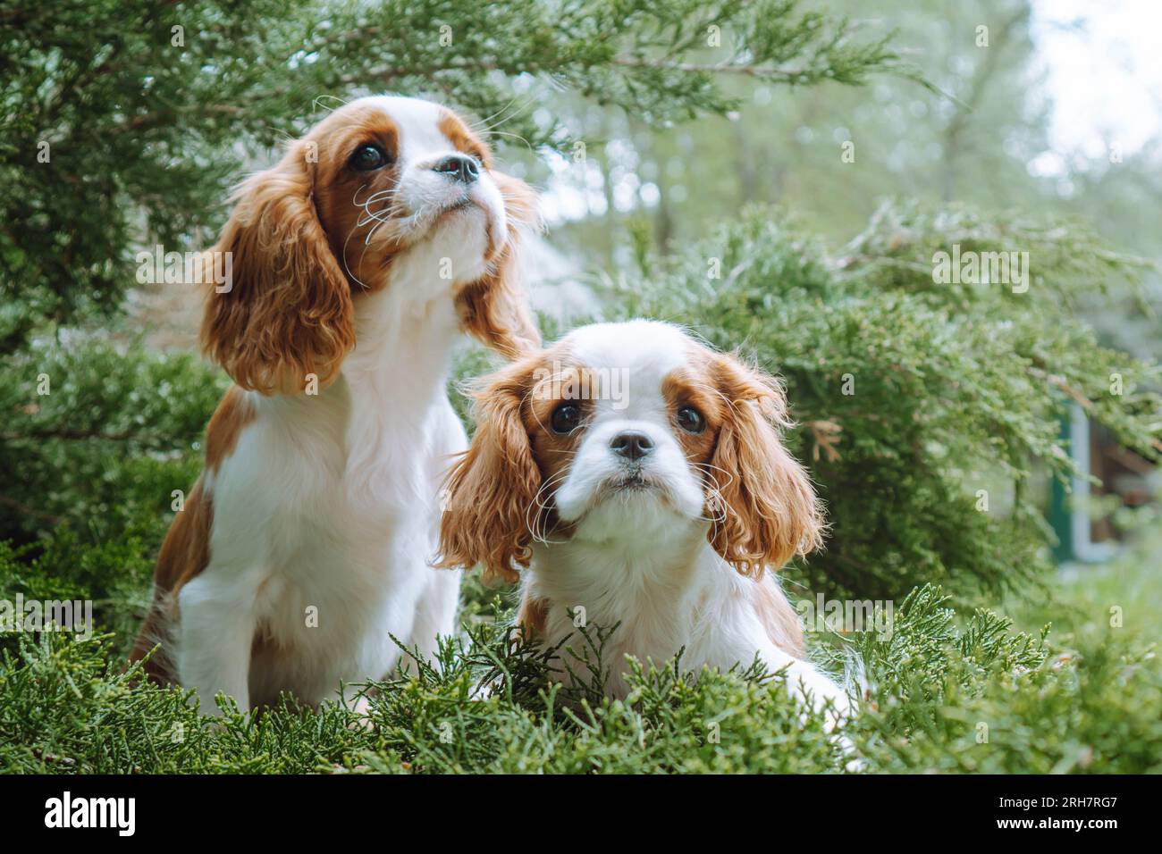 Portrait of two wonderful and fluffy Cavalier King Charles Spaniels with red-white fur spending time on summer street in coniferous tree. Amazing kids Stock Photo