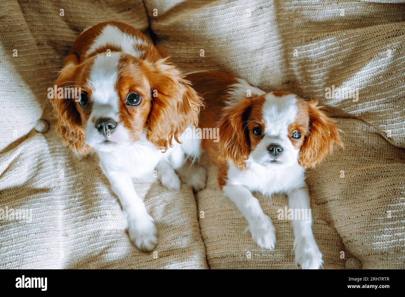 Portrait of two red and white colored little Cavalier King Charles Spaniels sitting together on beige armchair. Loveable and curious puppies looking u Stock Photo