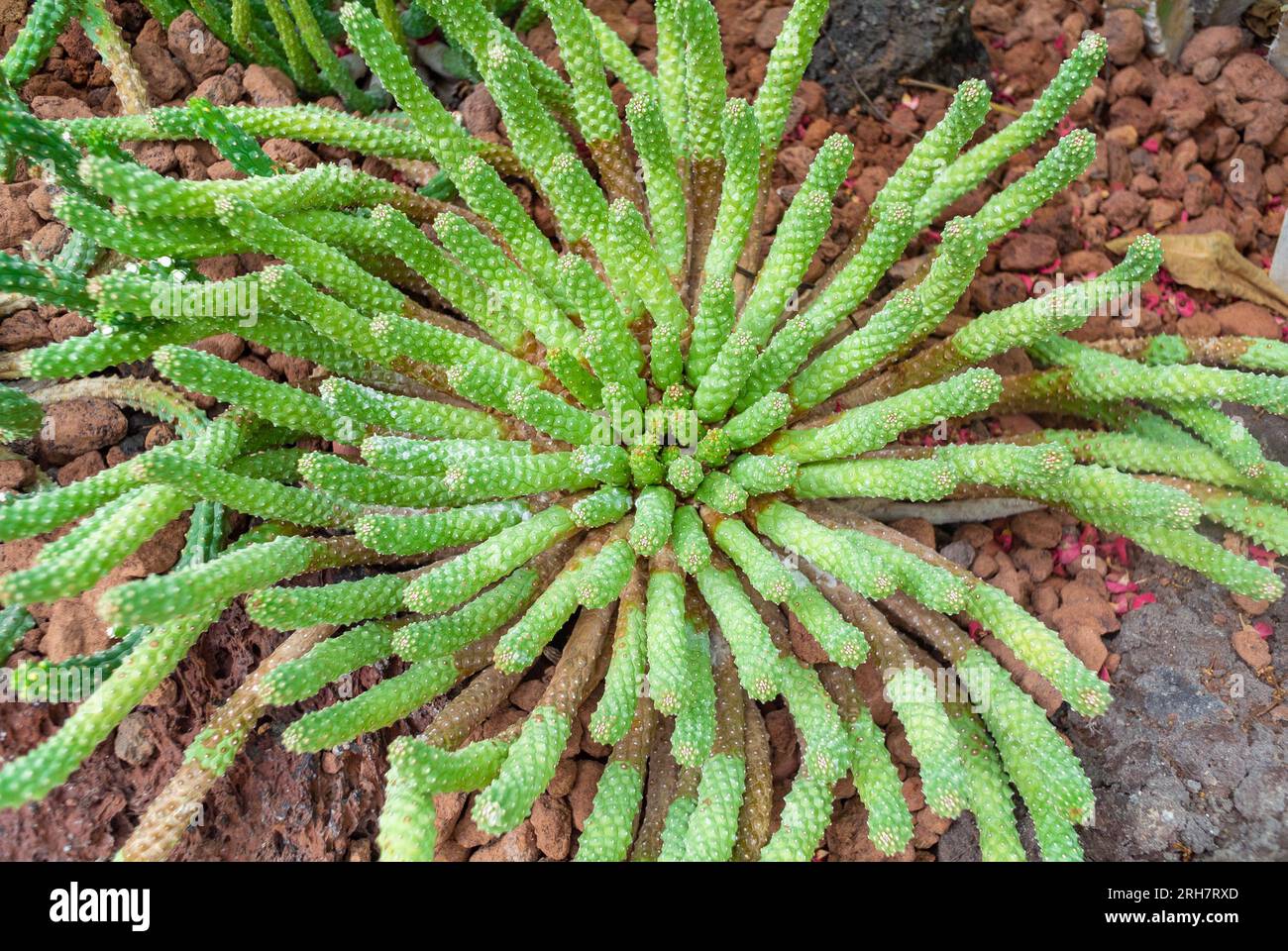 Euphorbia inermis is a plant of family of Euphorbiaceae. Stock Photo