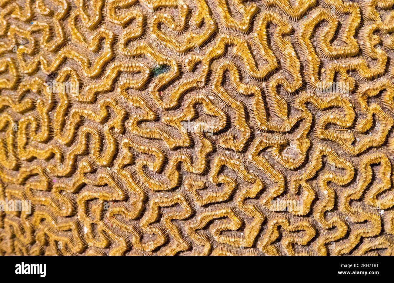 closeup of brain coral in museum in Edinburgh, Scotland Stock Photo