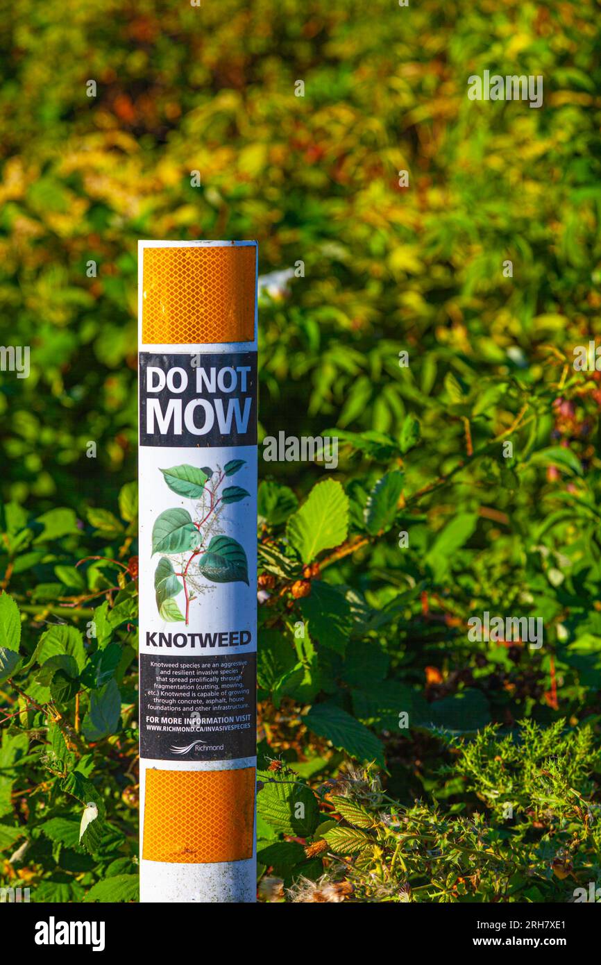 Sign warning of Knotweed being an aggressive invasive plant in Richmond British Columbia Canada Stock Photo