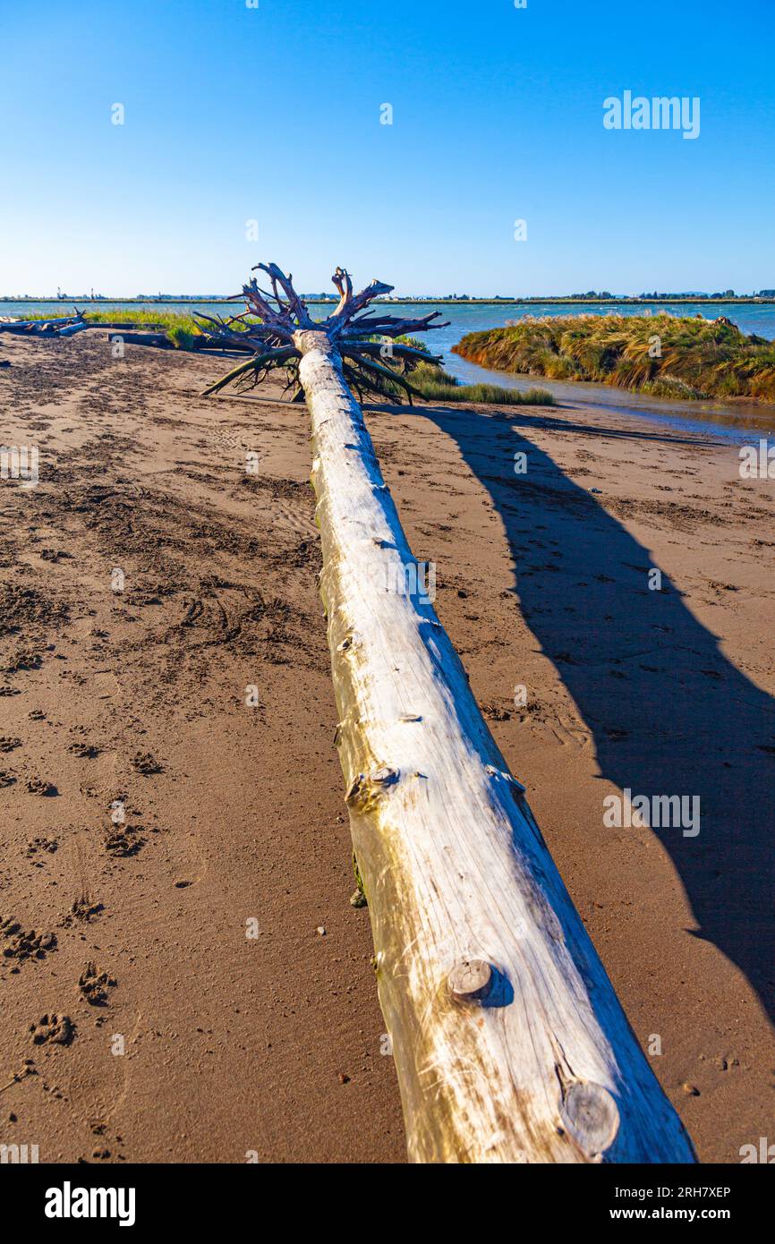 Large tree and root system washed up on the banks of the Fraser River estuary in Richmond Canada Stock Photo