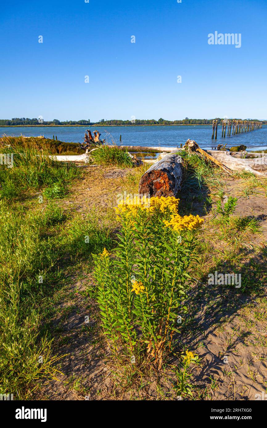 Yellow Common Tansy with driftwood in Richmond British Columbia Canada Stock Photo
