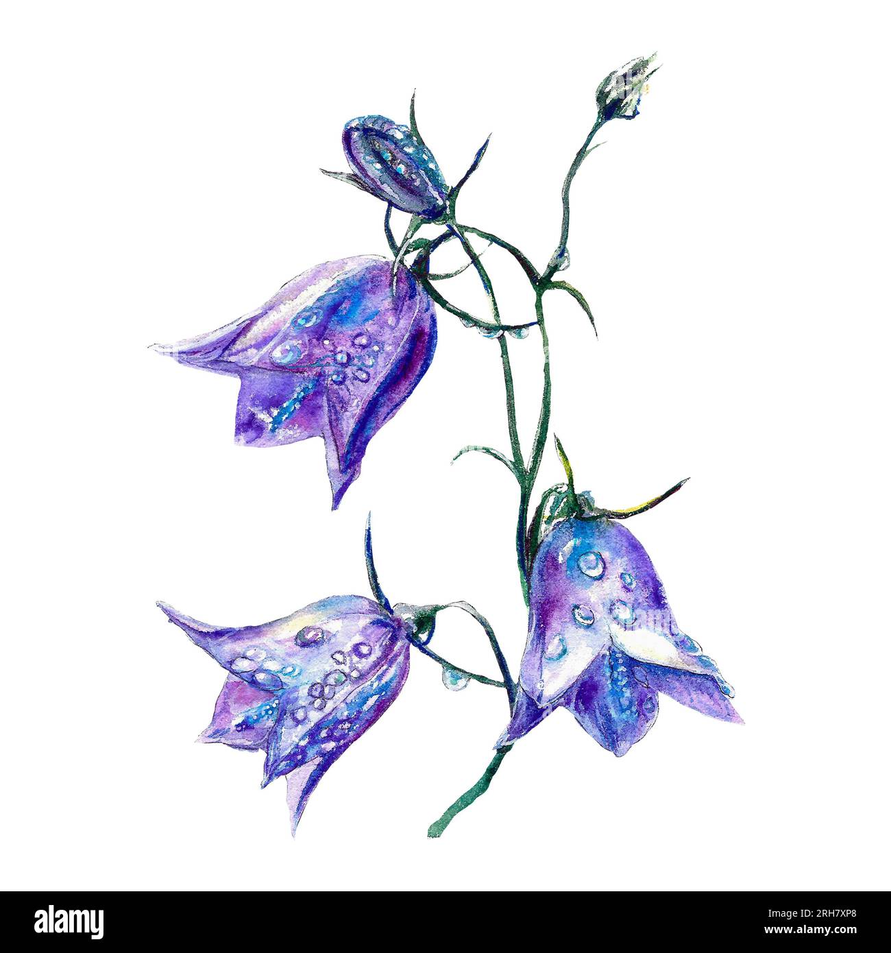 Watercolor blue bells. Meadow flowers botanical illustration isolated on white background. Greeting cards, wedding invitations, summer flyers, covers. Stock Photo