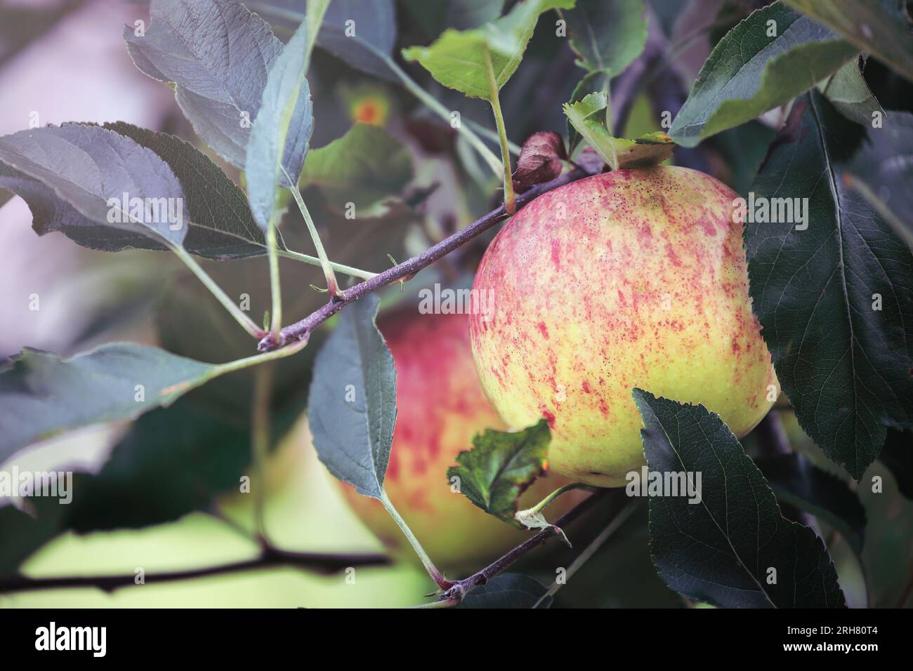 Selective focus of a Gala apples growing on the branches of an apple tree in a home orchard. Blurred foreground and background. Stock Photo