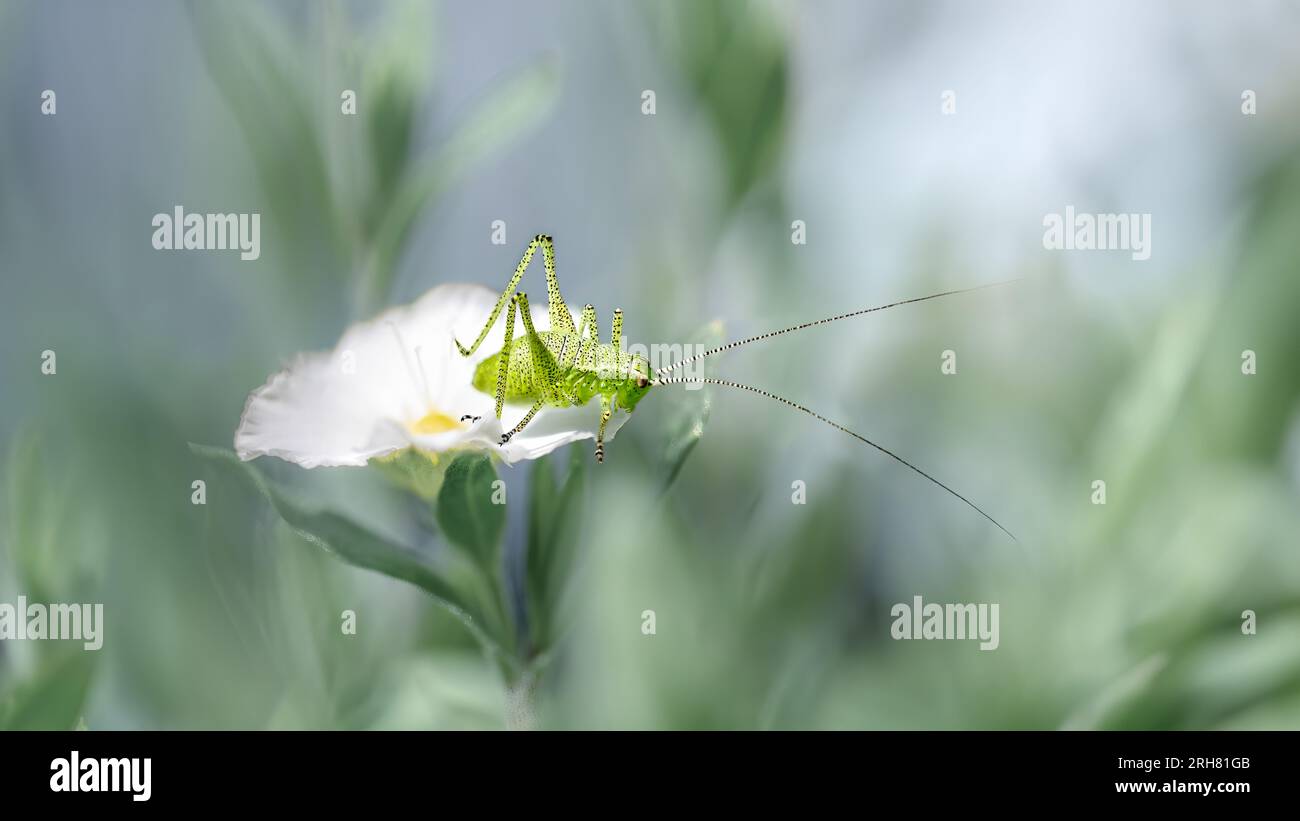 Macro of a tiny green grasshopper ( Omocestus Viridulus ) sitting on a white blossom, dreamy pastel green fairytale-like background, copy space Stock Photo