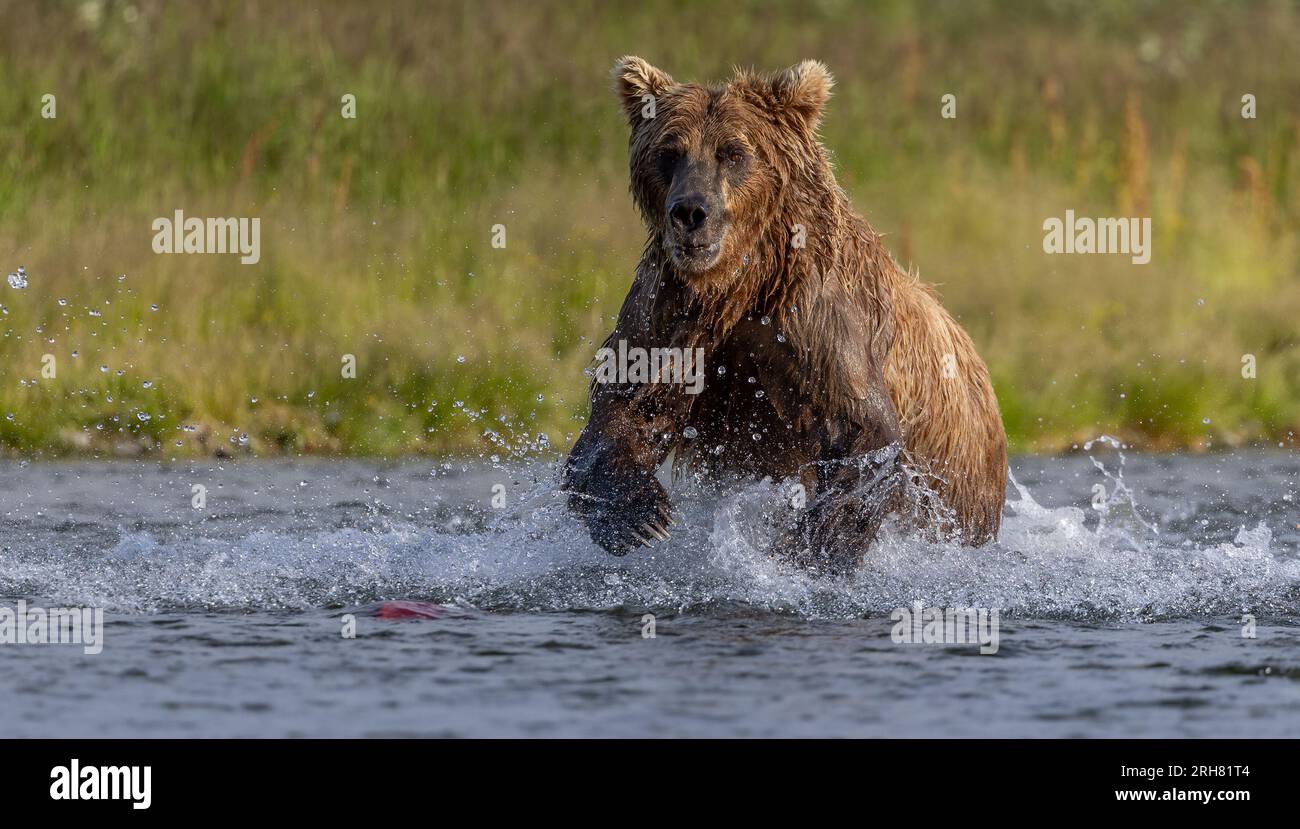 Brown Bear in Alaska During the Salmon Run Stock Photo