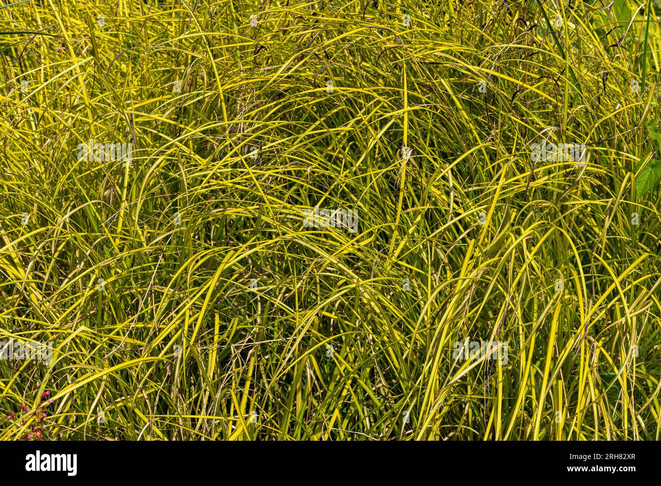 Variegated Tufted Sedge (Carex elata) 'Aurea' synonym C. Elata 'Bowles Golden' Stock Photo