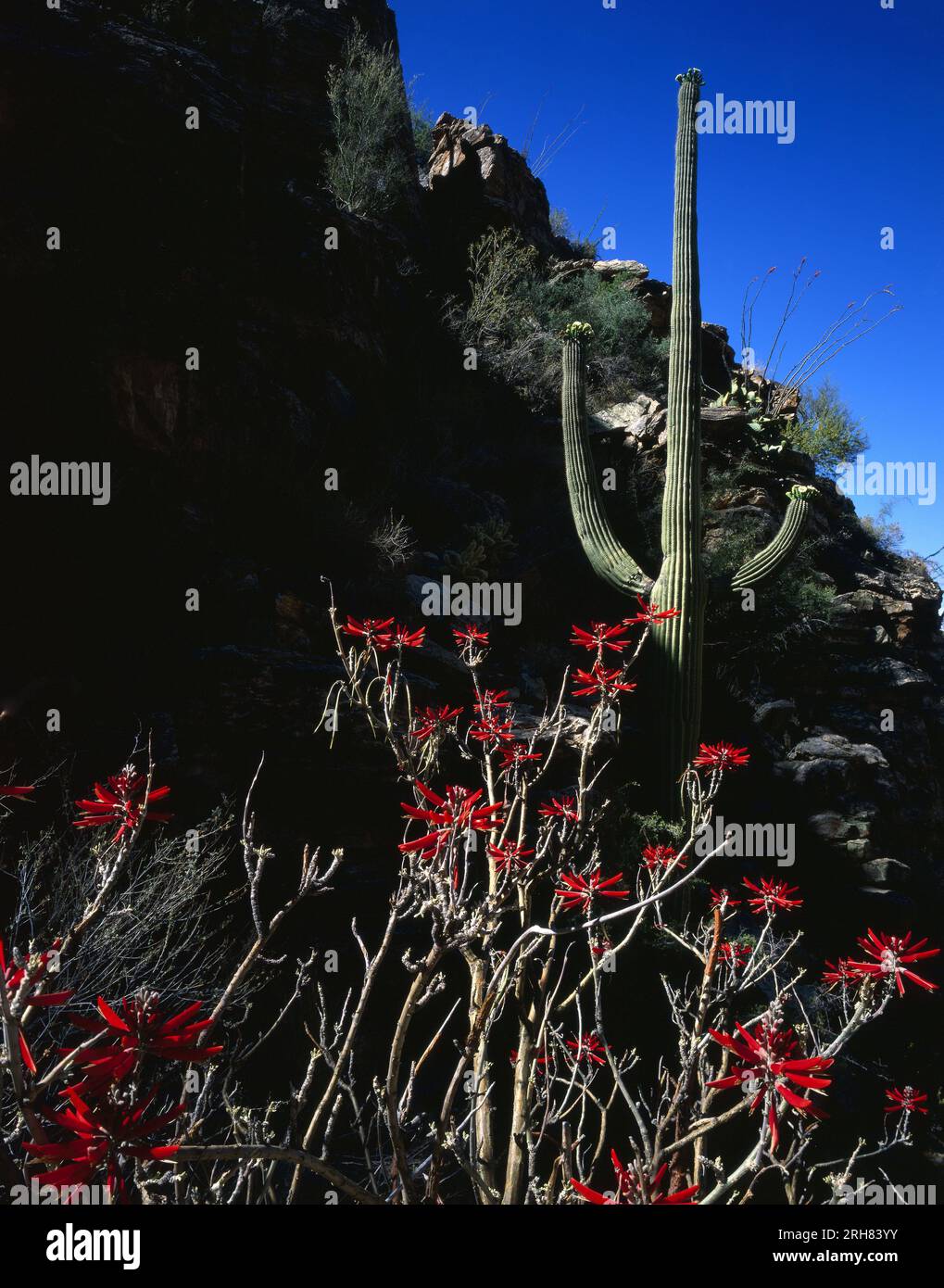 Coral Bean tree in bloom in the Santa Catalina Mountains, Tucson