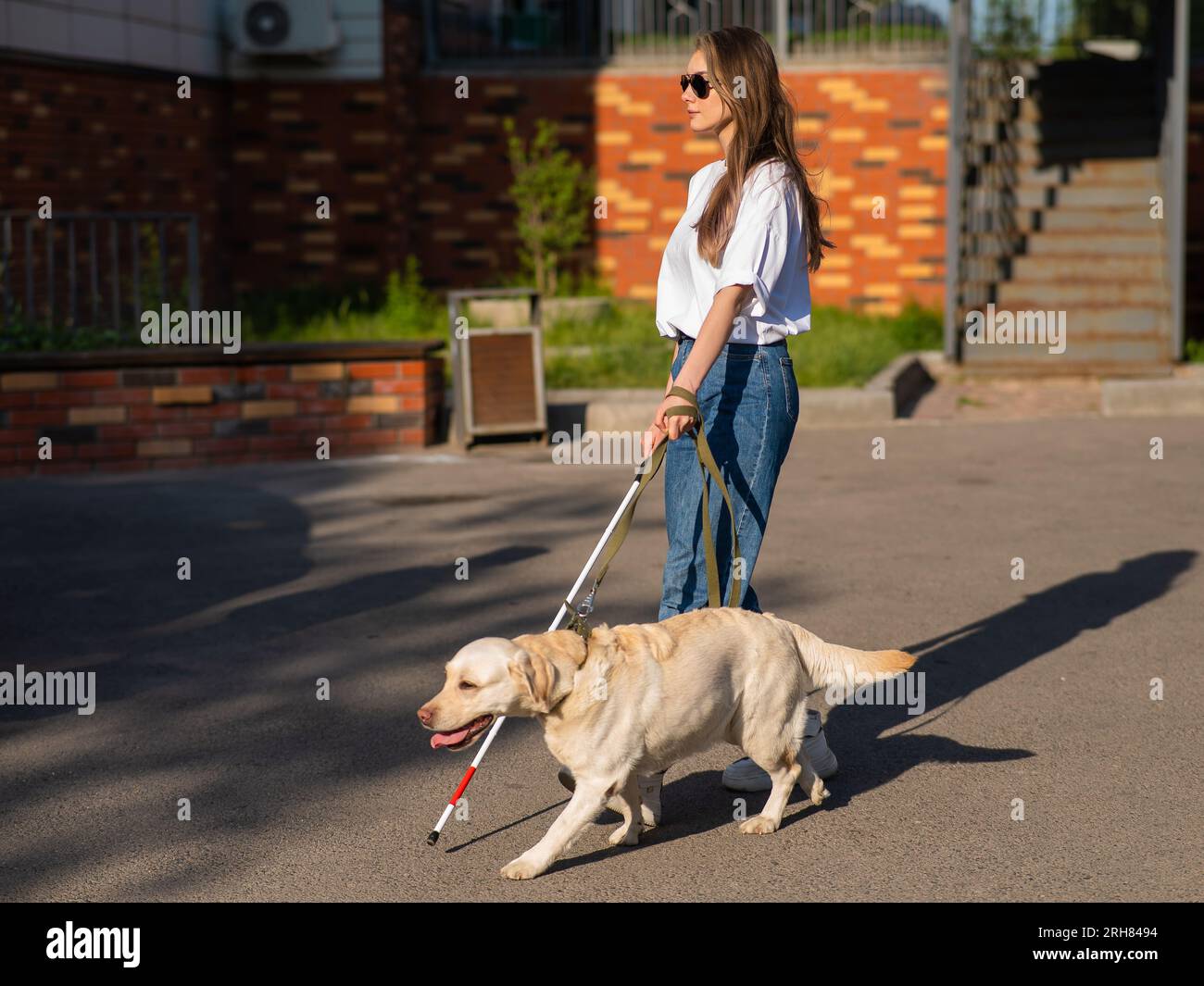 Blind woman walking with guide dog Stock Photo - Alamy