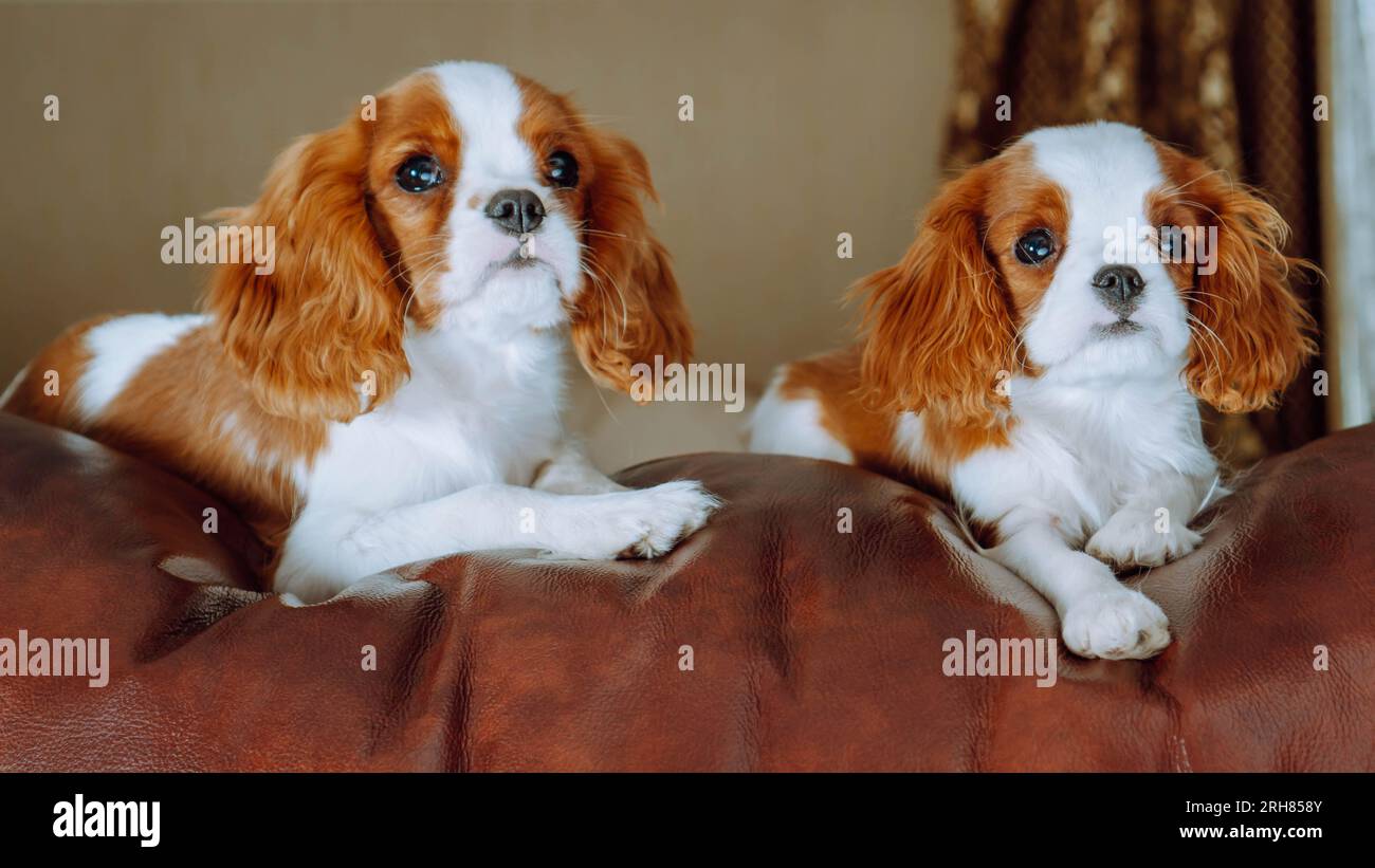 Portrait of two loveable Cavalier King Charles Spaniel puppies relaxing on brown leather couch. Red and white haired cub twins calmly spending time Stock Photo