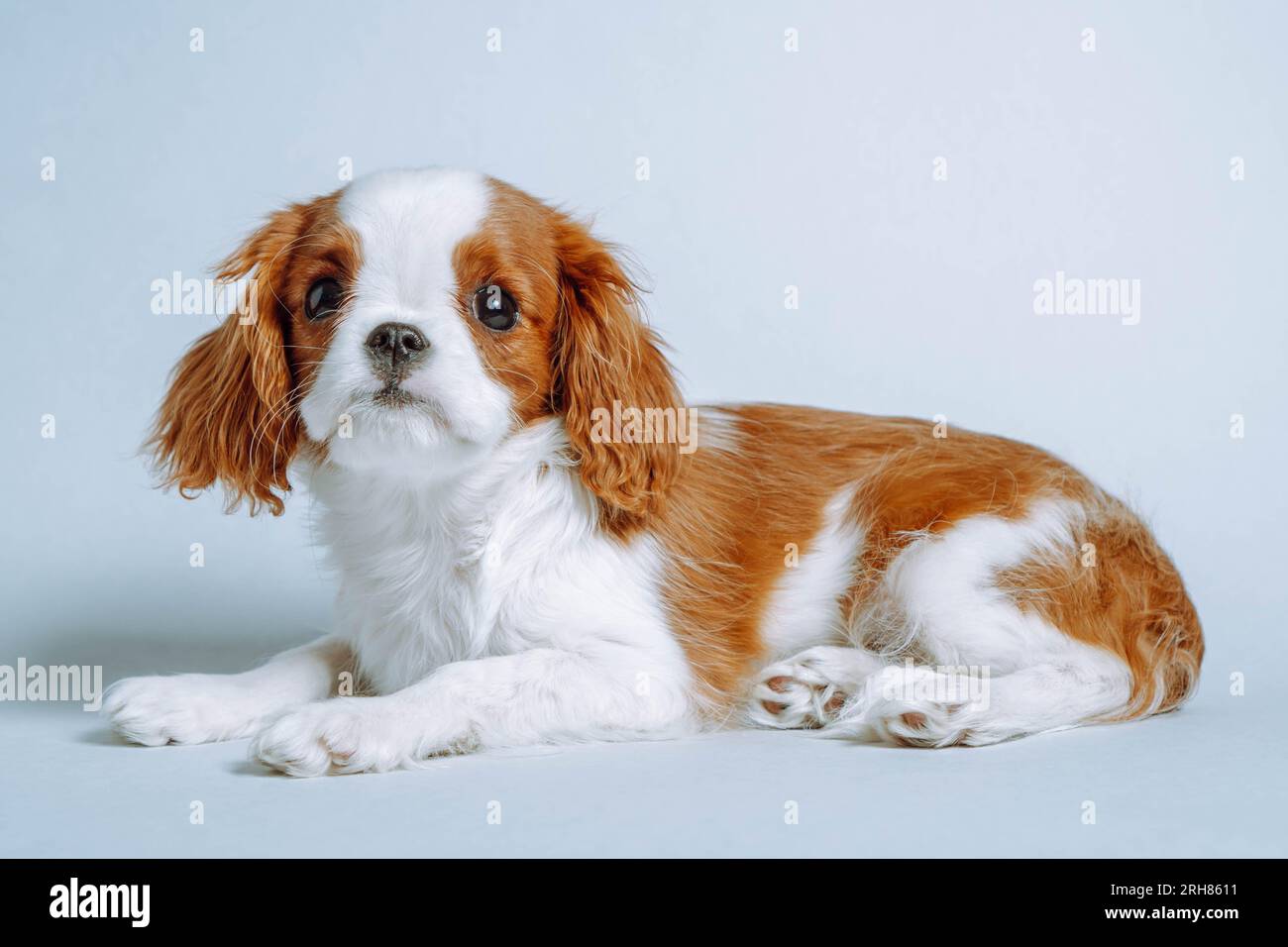 Portrait of doggy Cavalier King Charles Spaniel lying on floor