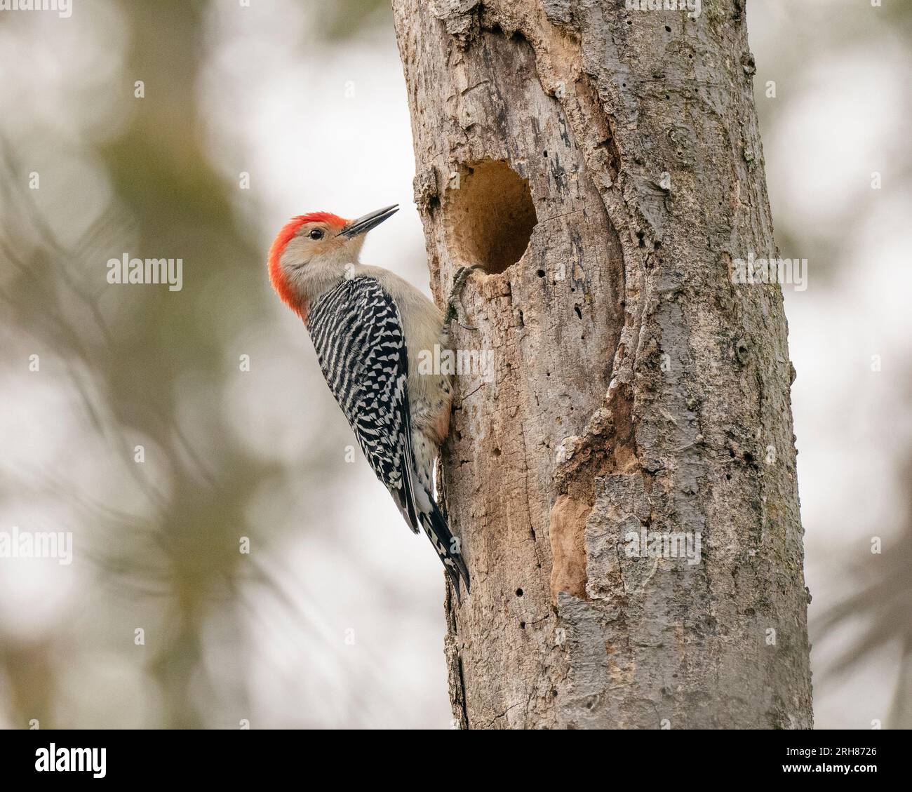 Woodpeckers of canada hi-res stock photography and images - Alamy