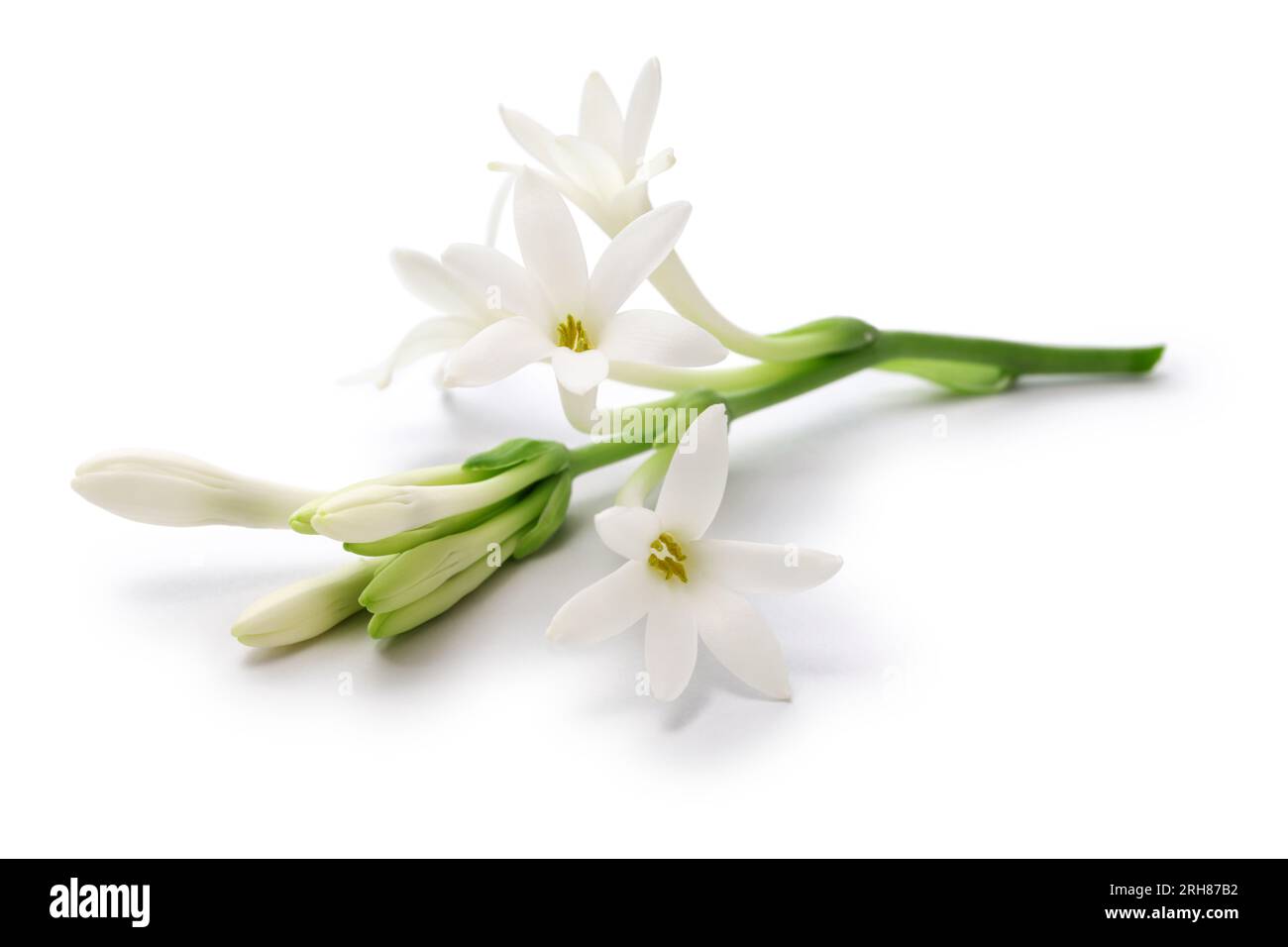 Tuberose flowers and buds isolated on white background Stock Photo Alamy