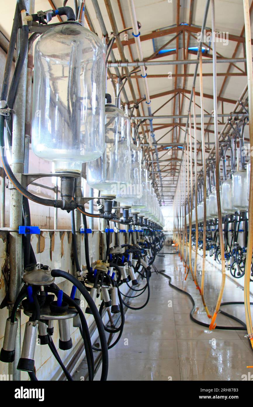 glass milk storage tank in a milking workshop, luannan county, china Stock Photo