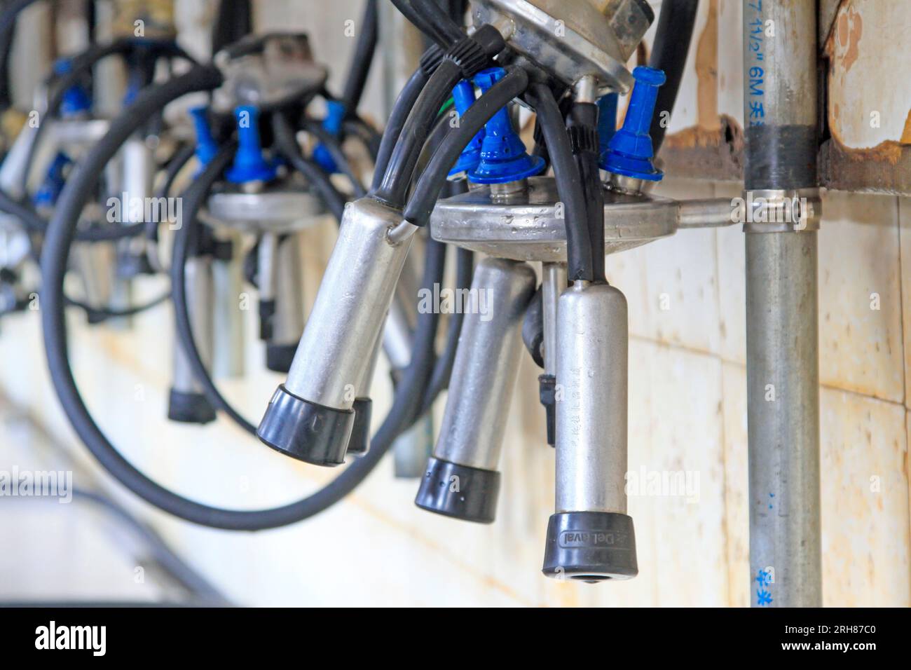 Mechanized milking equipment in a milking workshop Stock Photo