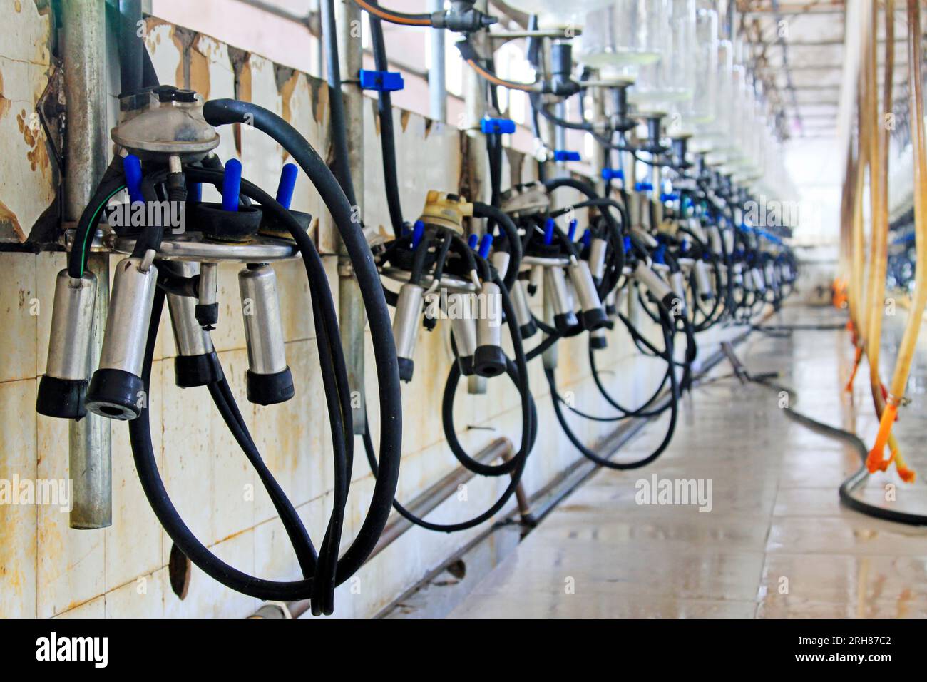 Mechanized milking equipment in a milking workshop Stock Photo