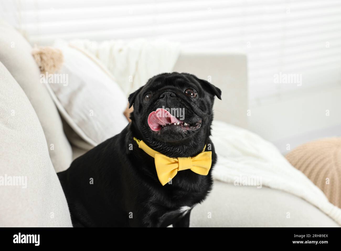 Cute Pug dog with yellow bow tie on neck in room Stock Photo - Alamy