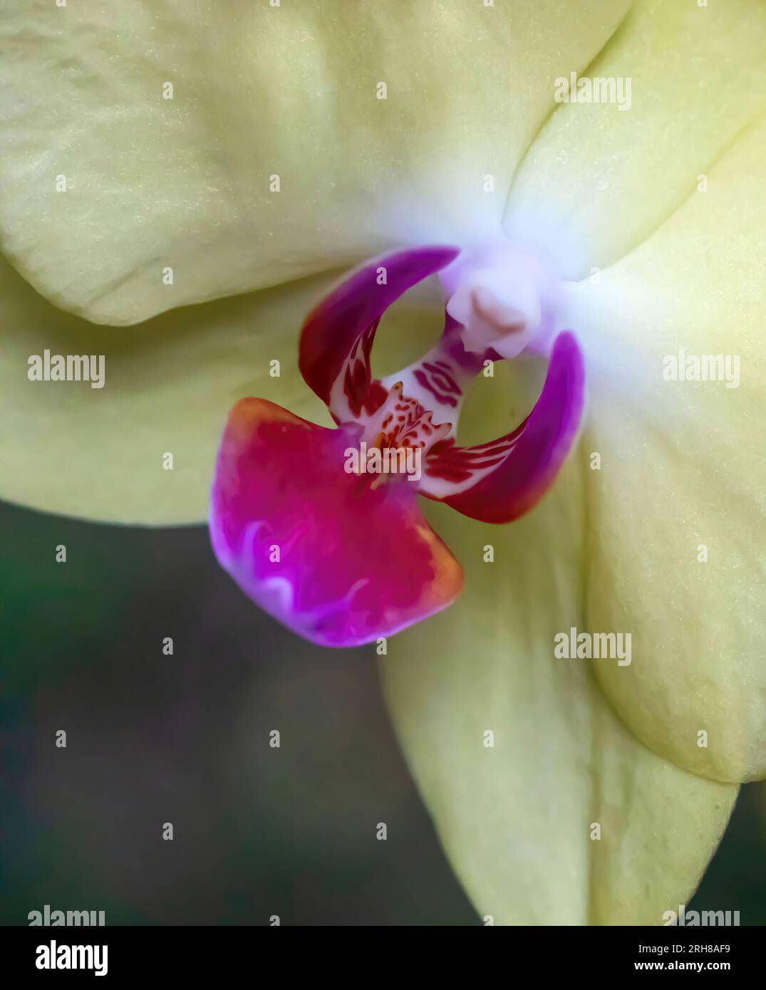 Closeup of an beautiful orchid blossom with yellow sepals and a pink labellum and white anther cap on a summer morning in Taylors Falls, Minnesota USA. Stock Photo