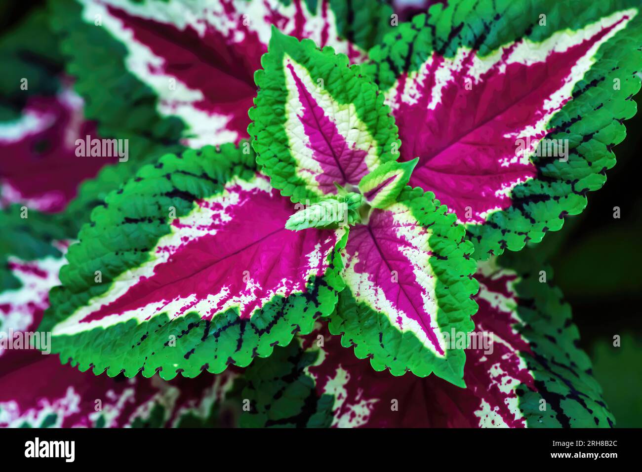 Closeup of a beautiful burgundy and green leafed coleus plant in a summer garden in Lakeville, Minnesota USA. Stock Photo