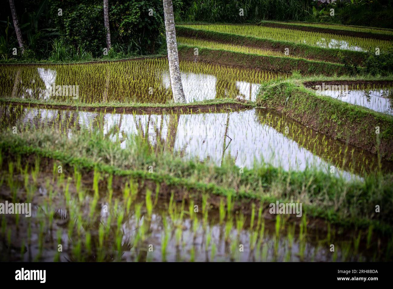 A growing Rice Patty Field in Bali, Indonesia Stock Photo - Alamy
