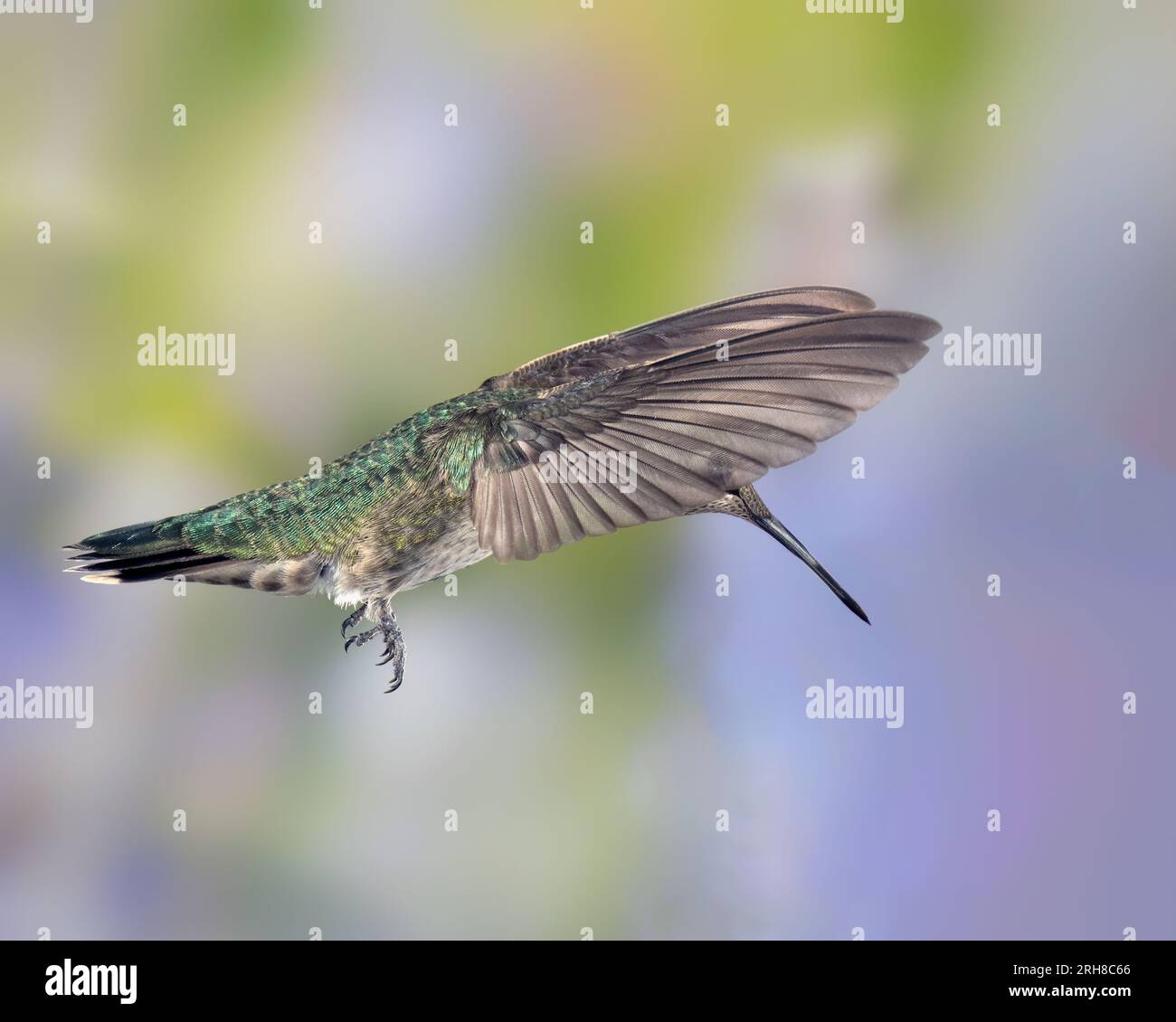 Female or Immature Male Anna's Hummingbird in Flight Stock Photo