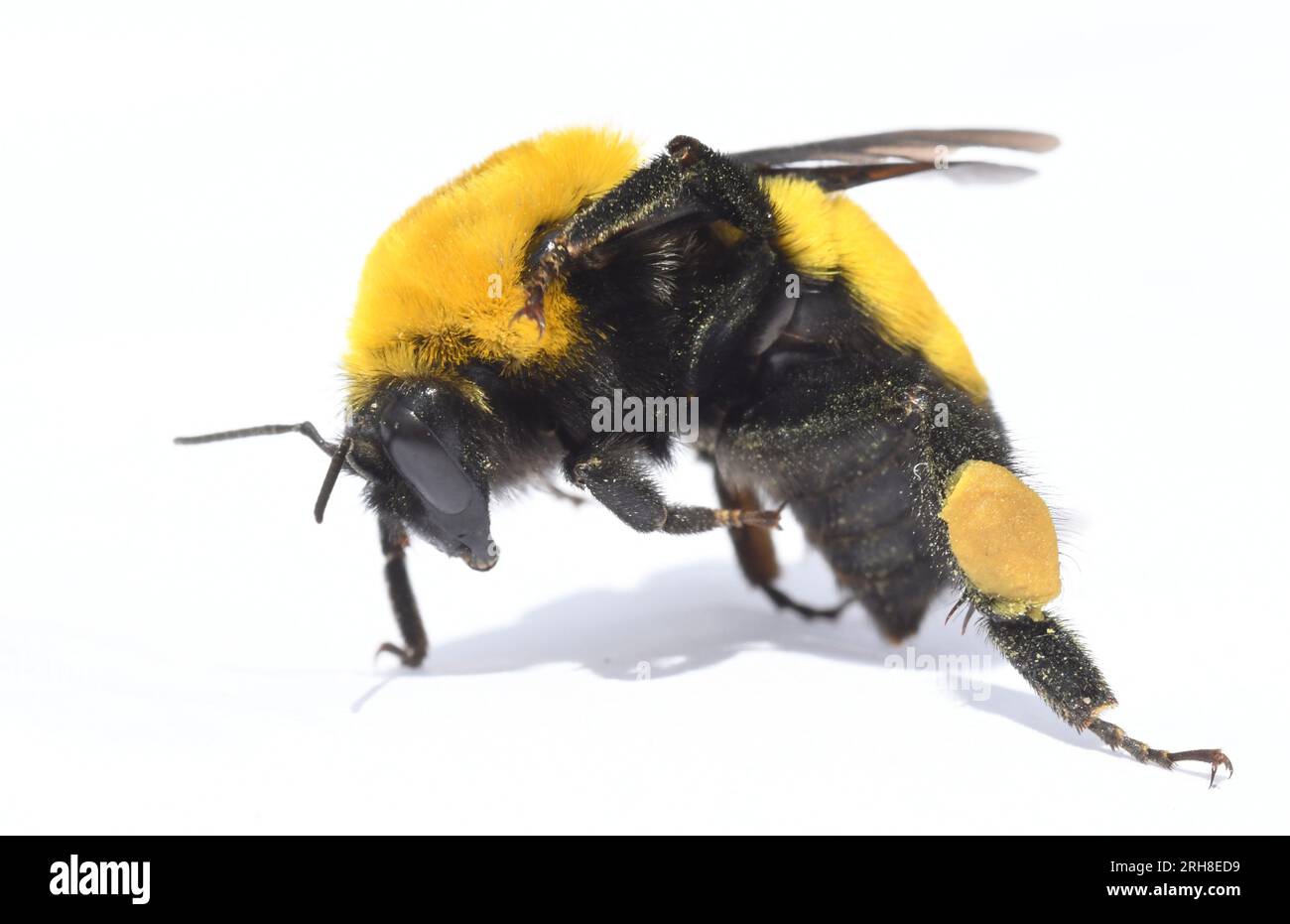 Morrison's Bumble Bee (Bombus morrisoni) Threatened insect species, Mono Lake, California Stock Photo