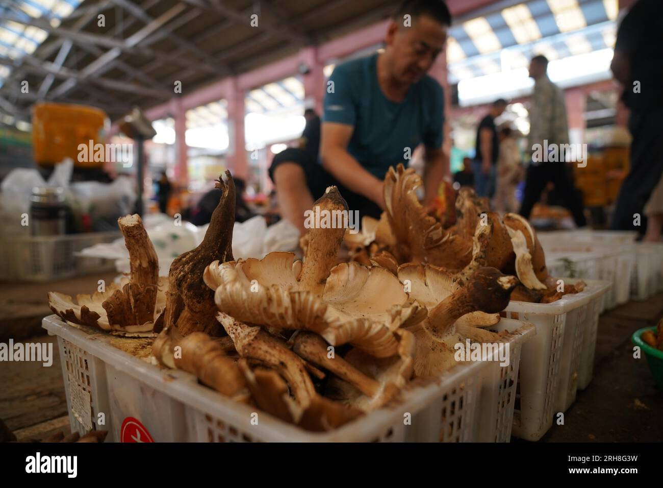 **CHINESE MAINLAND, HONG KONG, MACAU AND TAIWAN OUT** Various wild