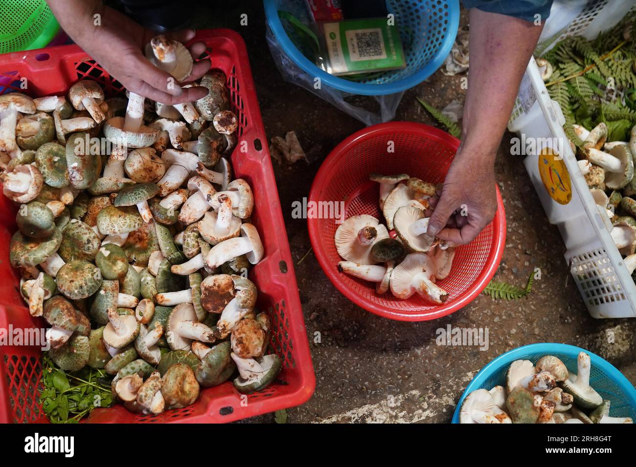 **CHINESE MAINLAND, HONG KONG, MACAU AND TAIWAN OUT** Various wild