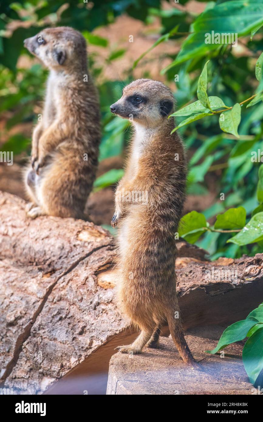 Meerkat standing on two legs hi-res stock photography and images - Alamy